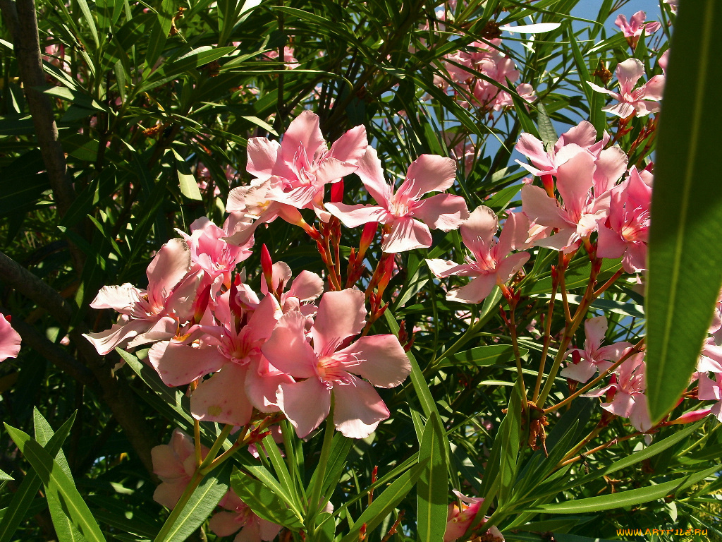 цветы, олеандры