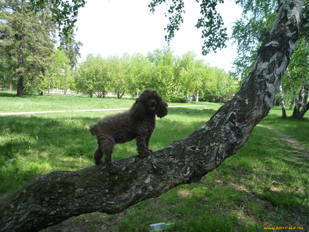 животные, собаки