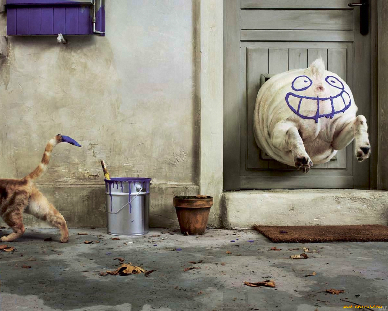 юмор, приколы