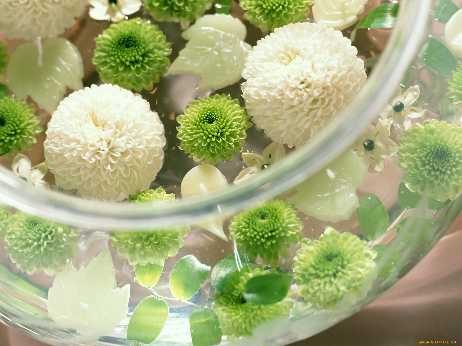 цветы, хризантемы