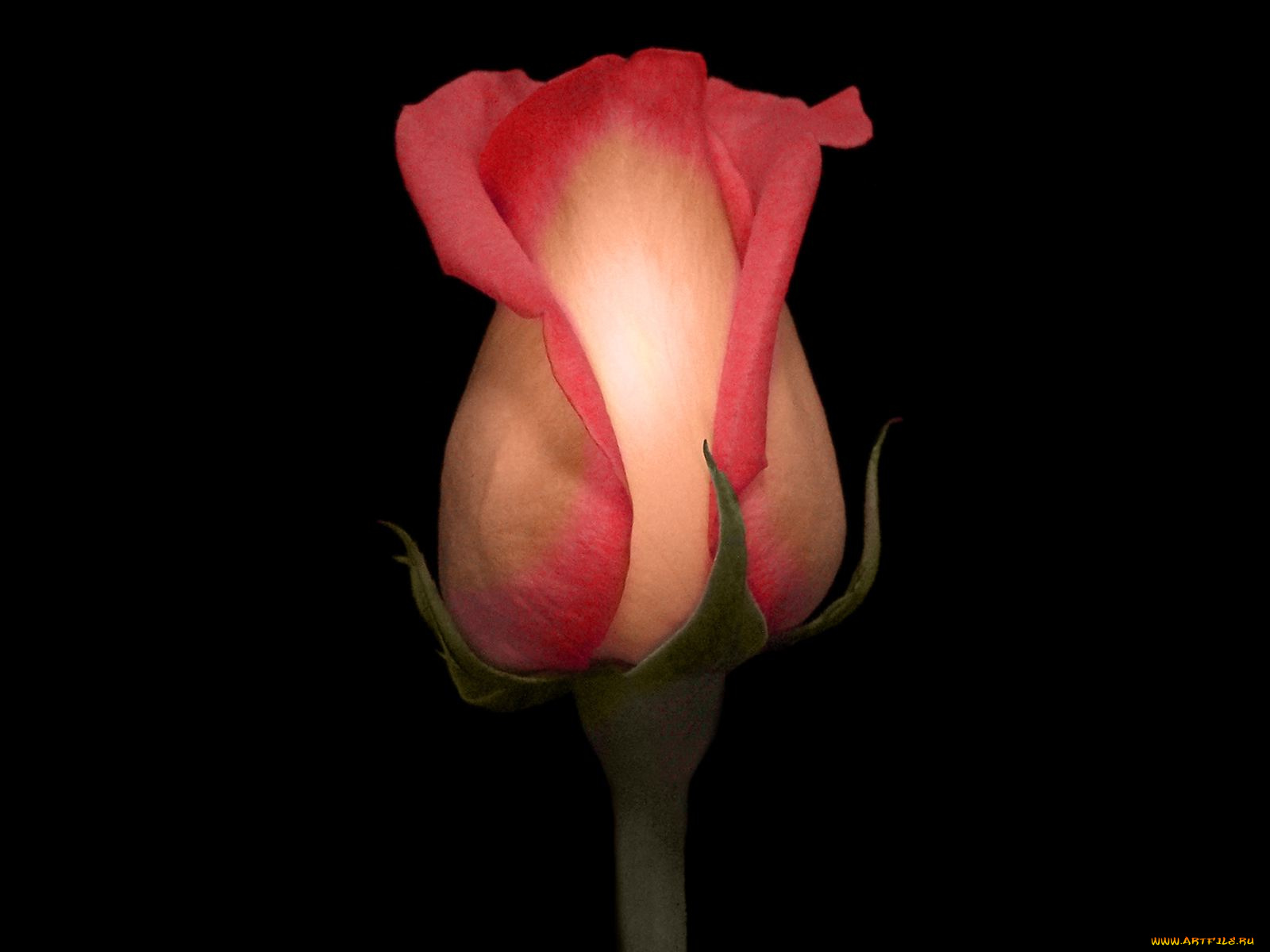 цветы, розы