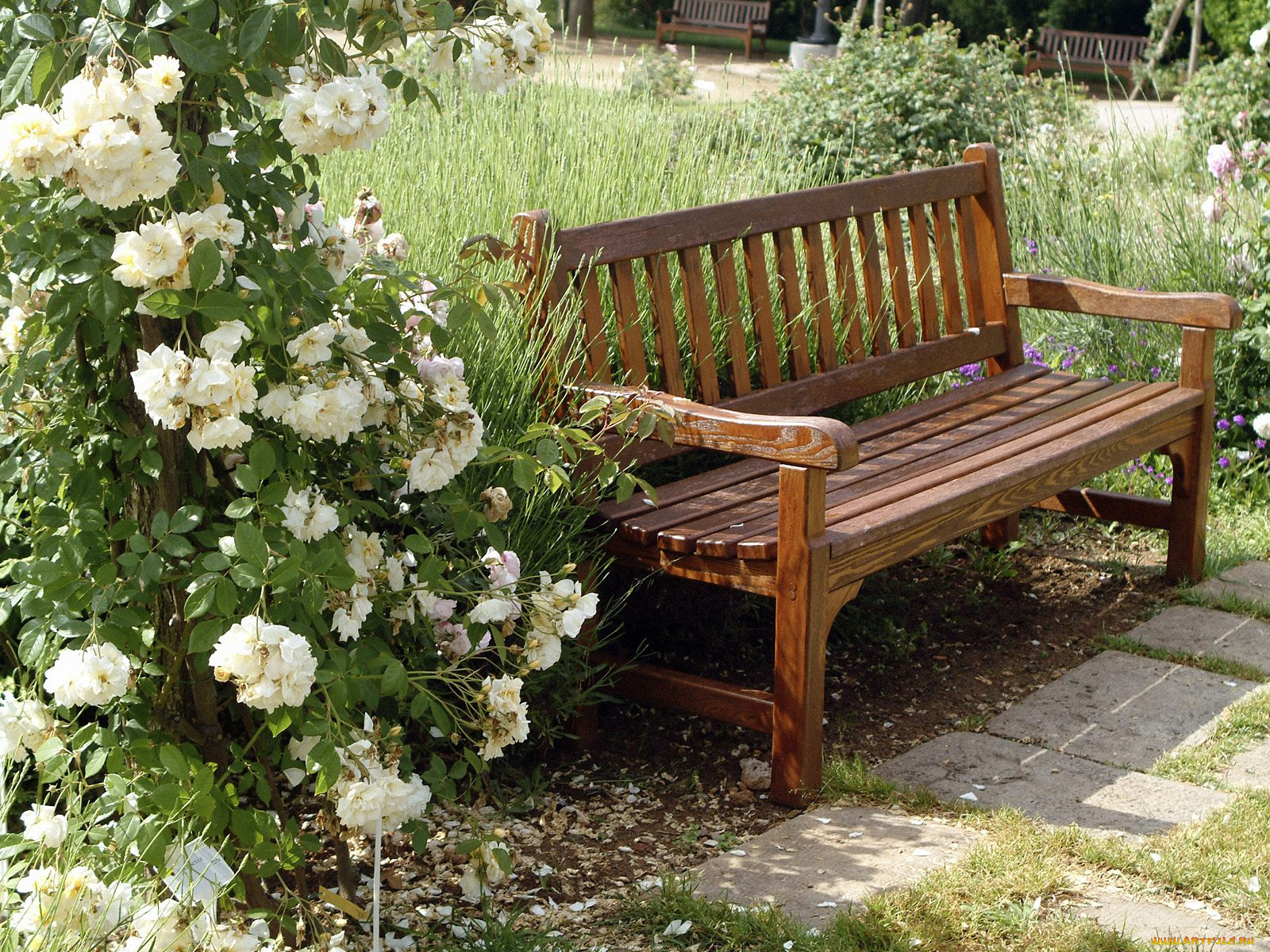 цветы, розы