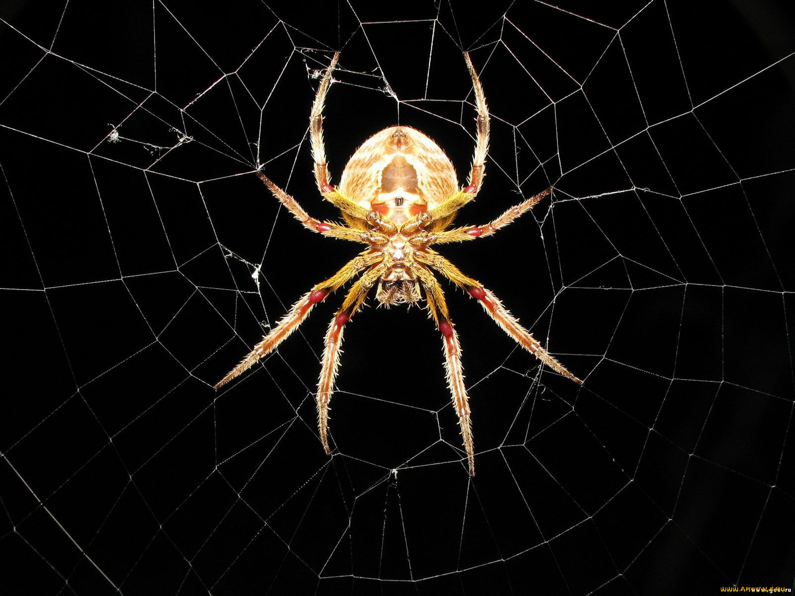 животные, пауки