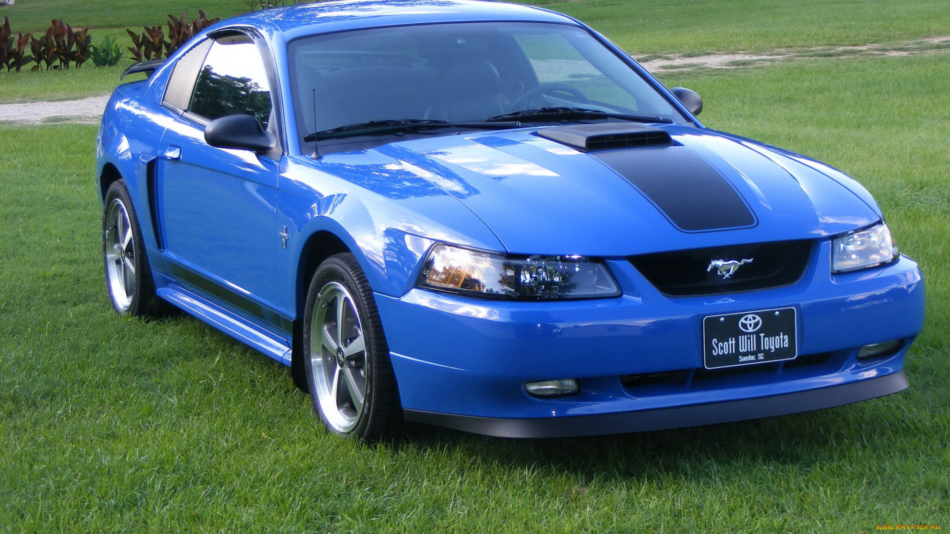 автомобили, mustang