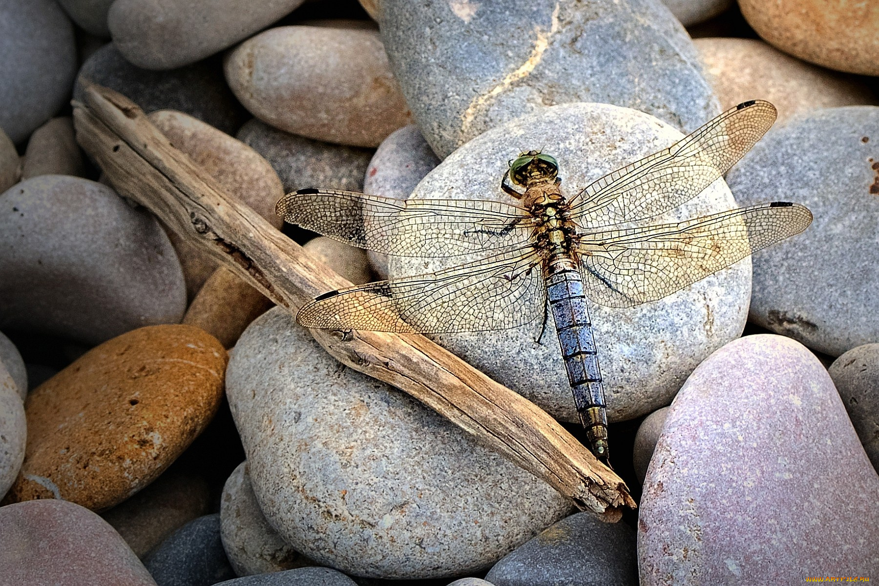 животные, стрекозы, камни, крылья, прозрачный