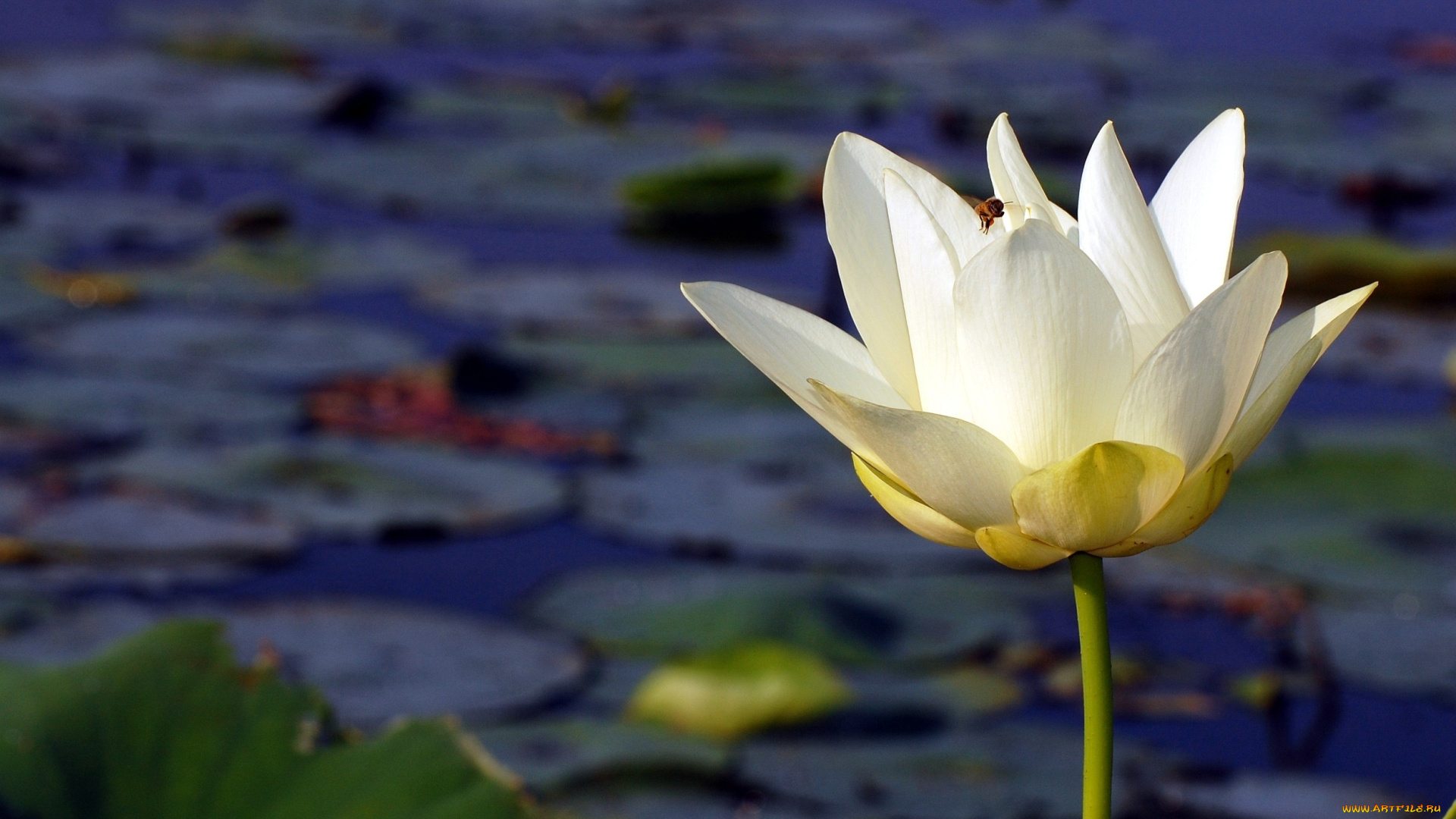 цветы, лотосы, белый, вода, пчела