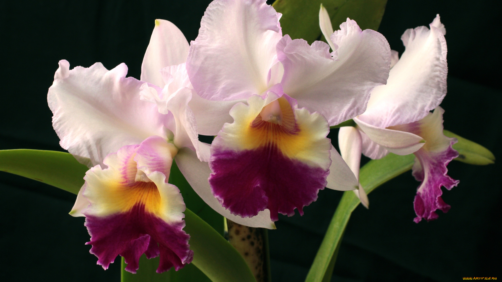цветы, орхидеи, розовый, экзотика