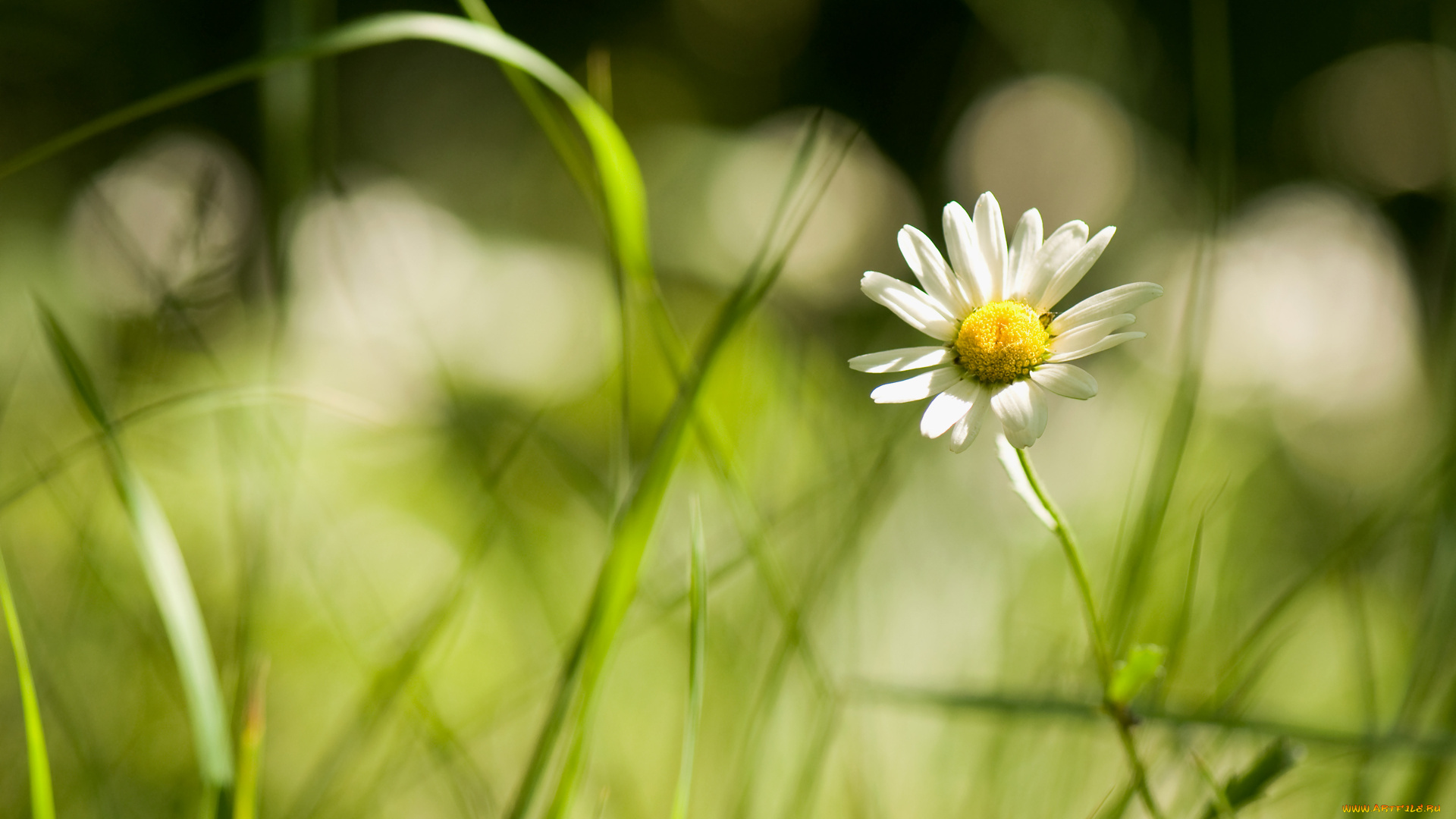 цветы, ромашки, трава, свет, боке, макро