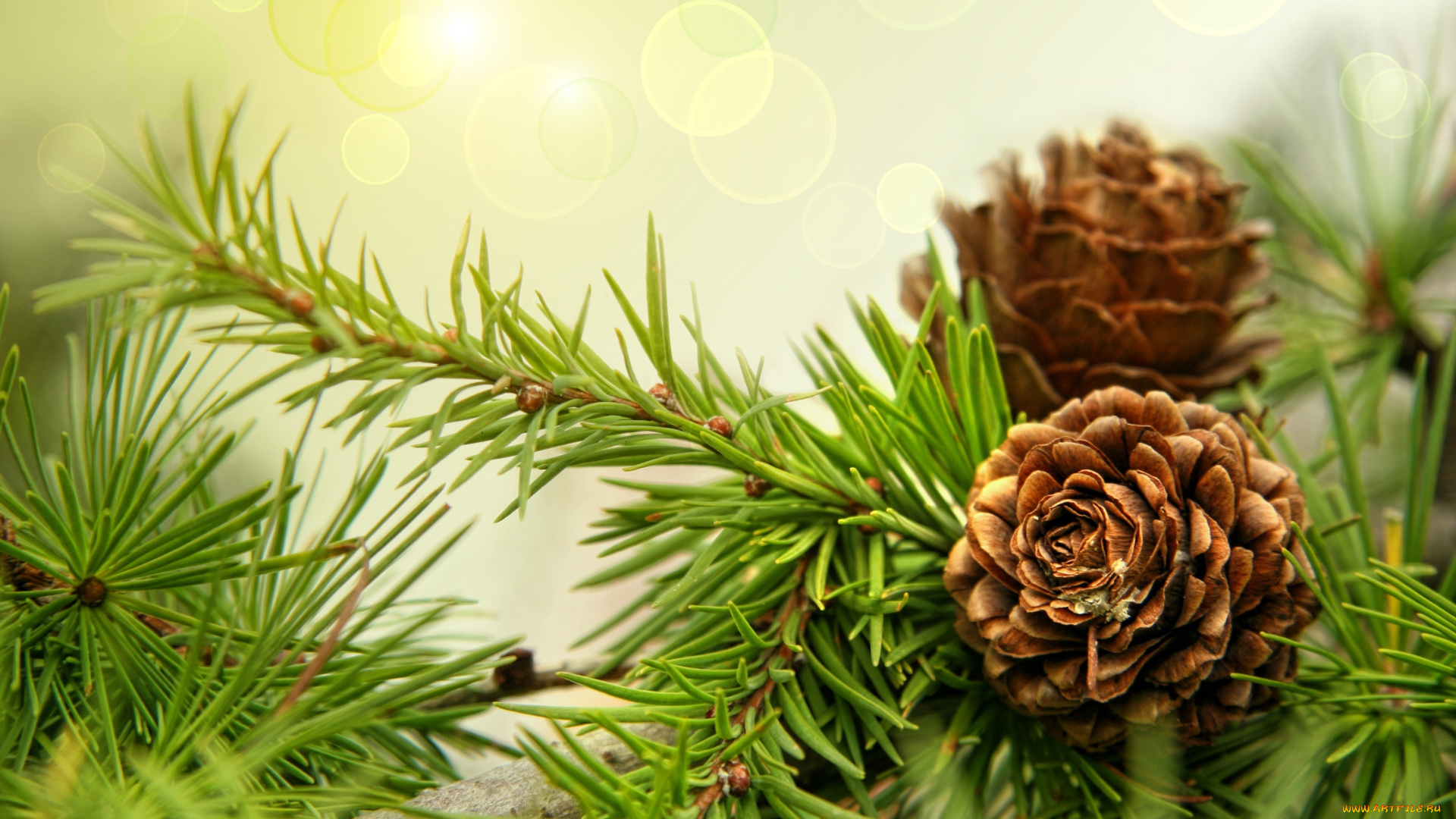 природа, шишки, жёлуди, каштаны, макро, ветка