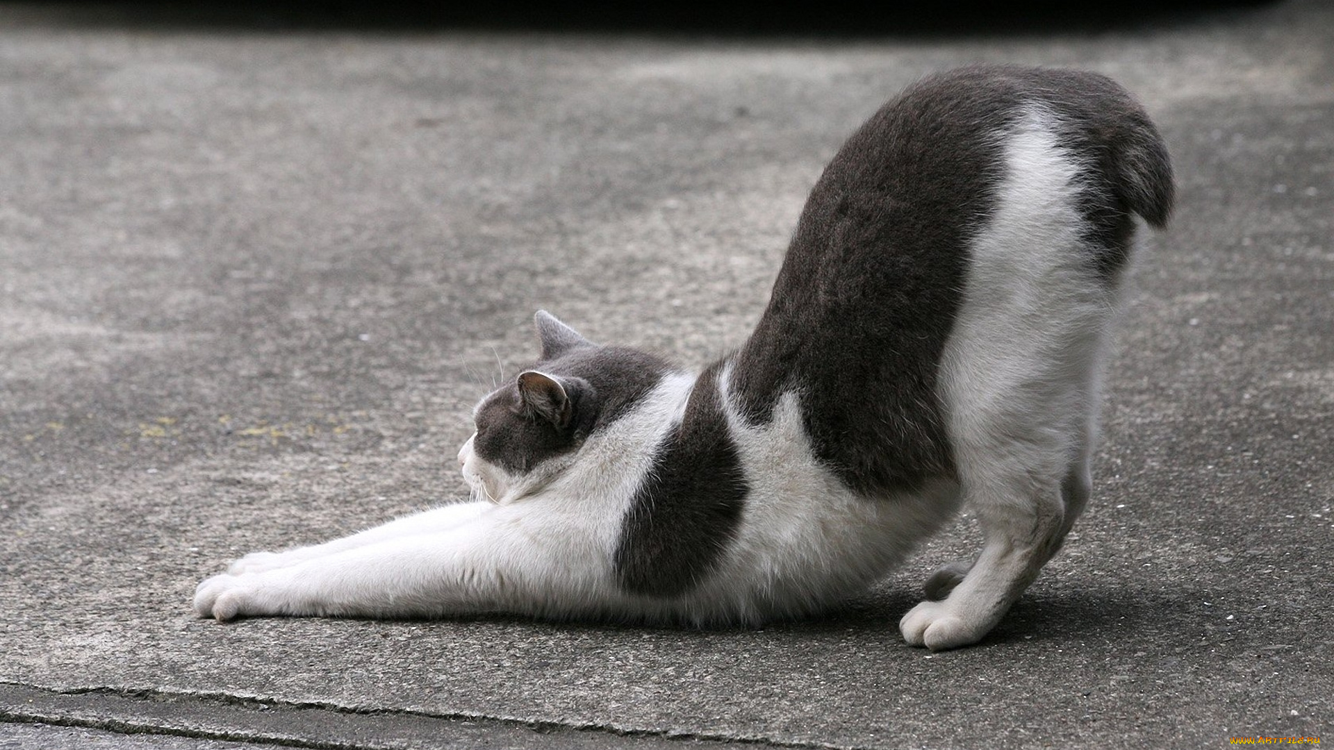 животные, коты, котэ, асфальт, потягивается, улица, короткий, хвост, черно-белое
