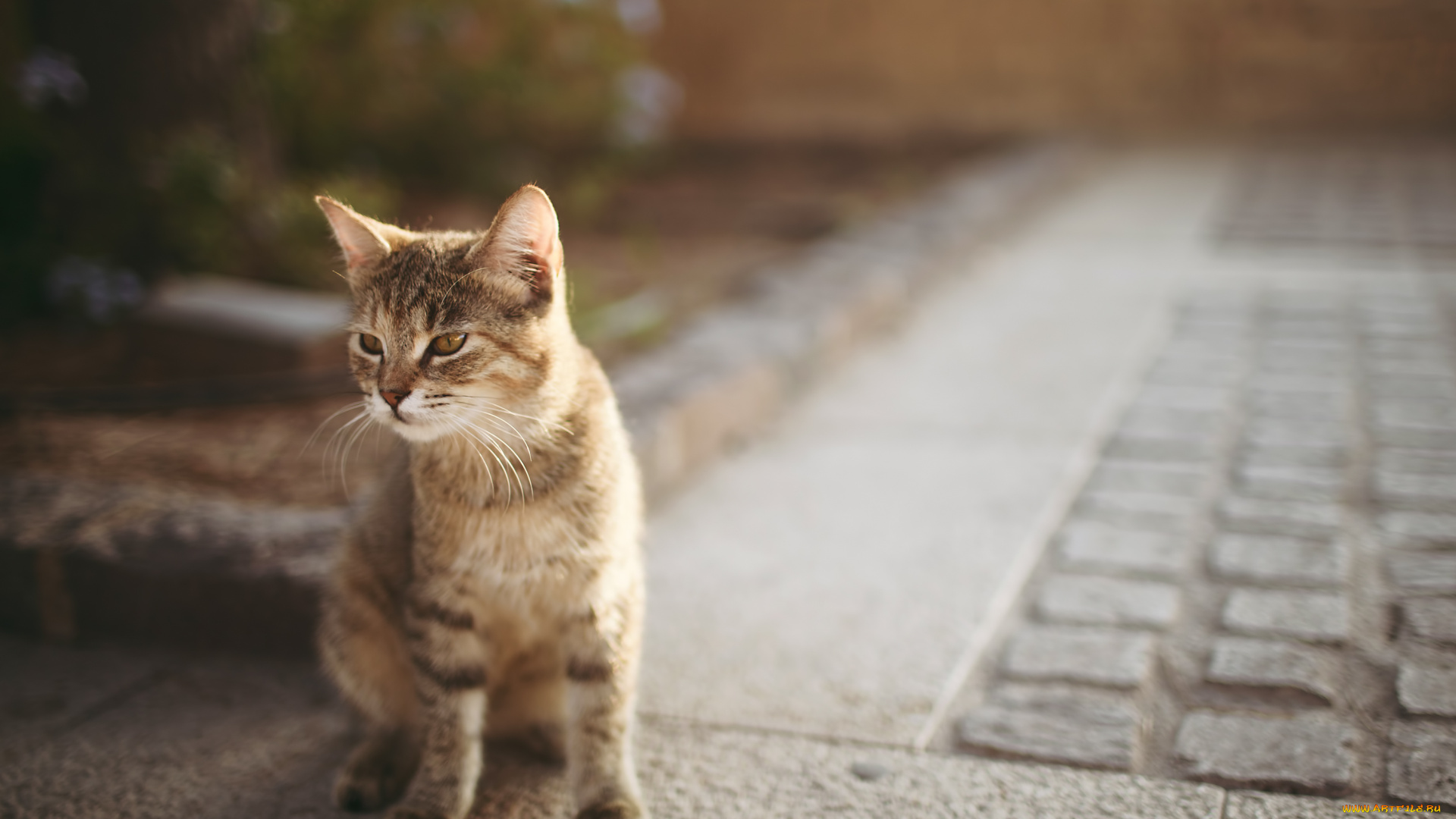 животные, коты, котенок, боке, асфальт