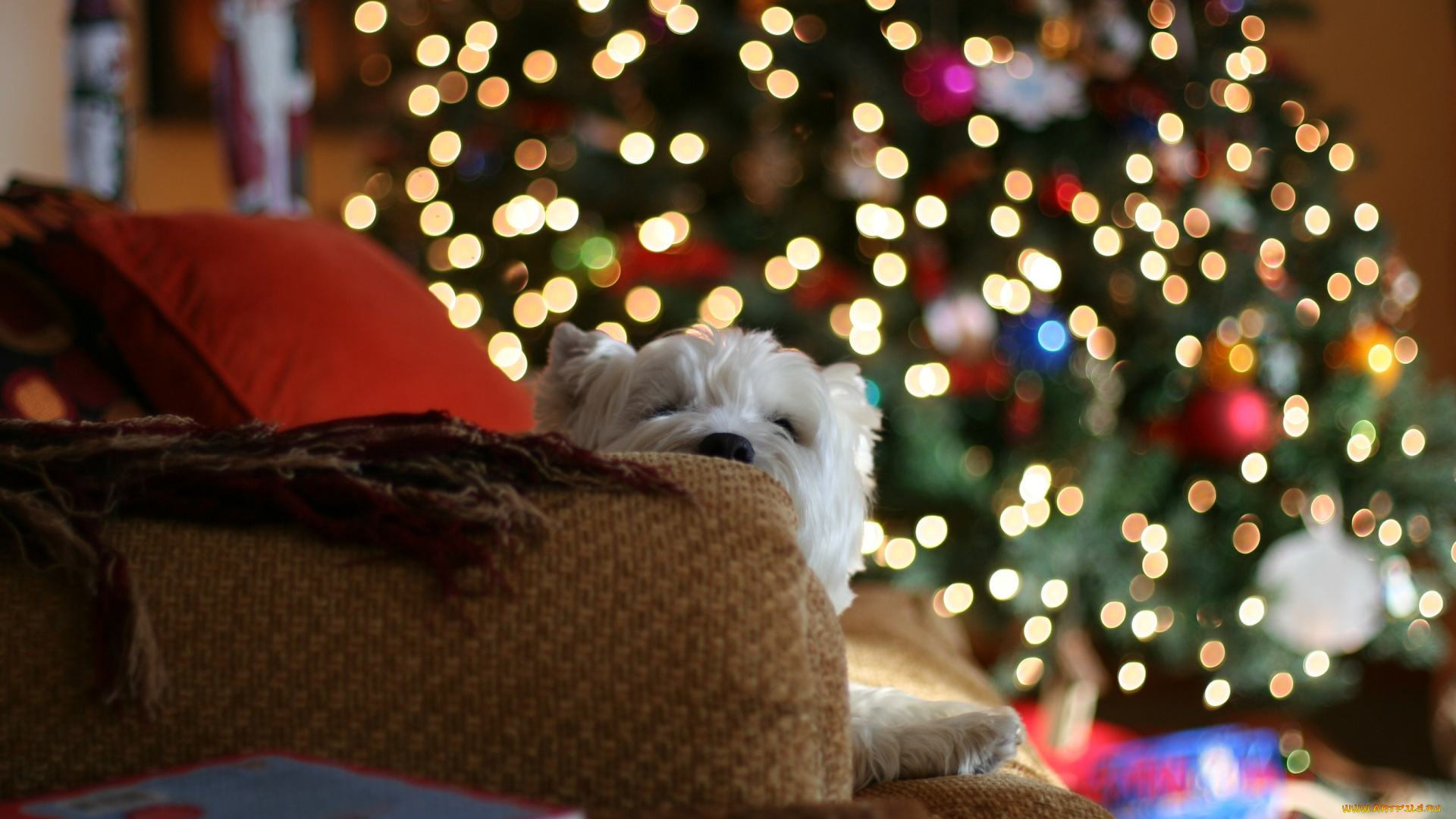 животные, собаки, огни, настроение, елка, подушки, пледы, дом, диван