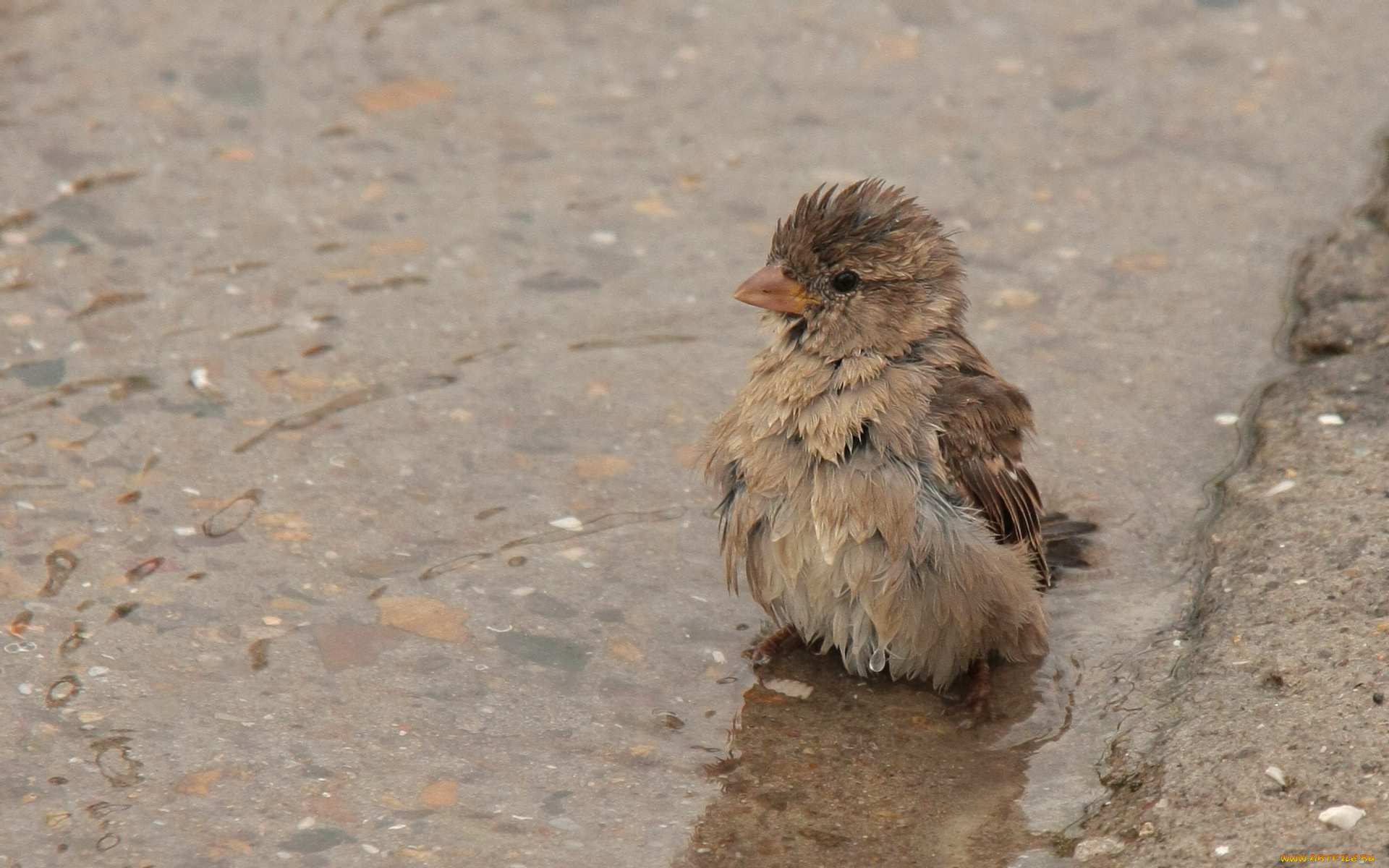 животные, воробьи, воробей, вода, лужа