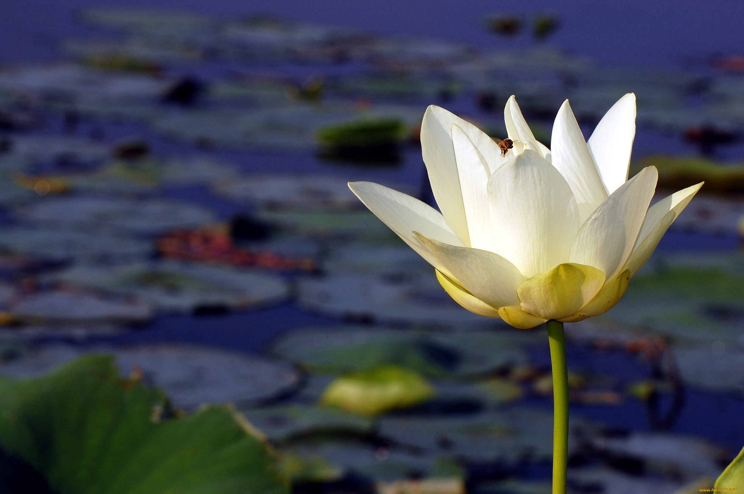 цветы, лотосы, белый, вода, пчела