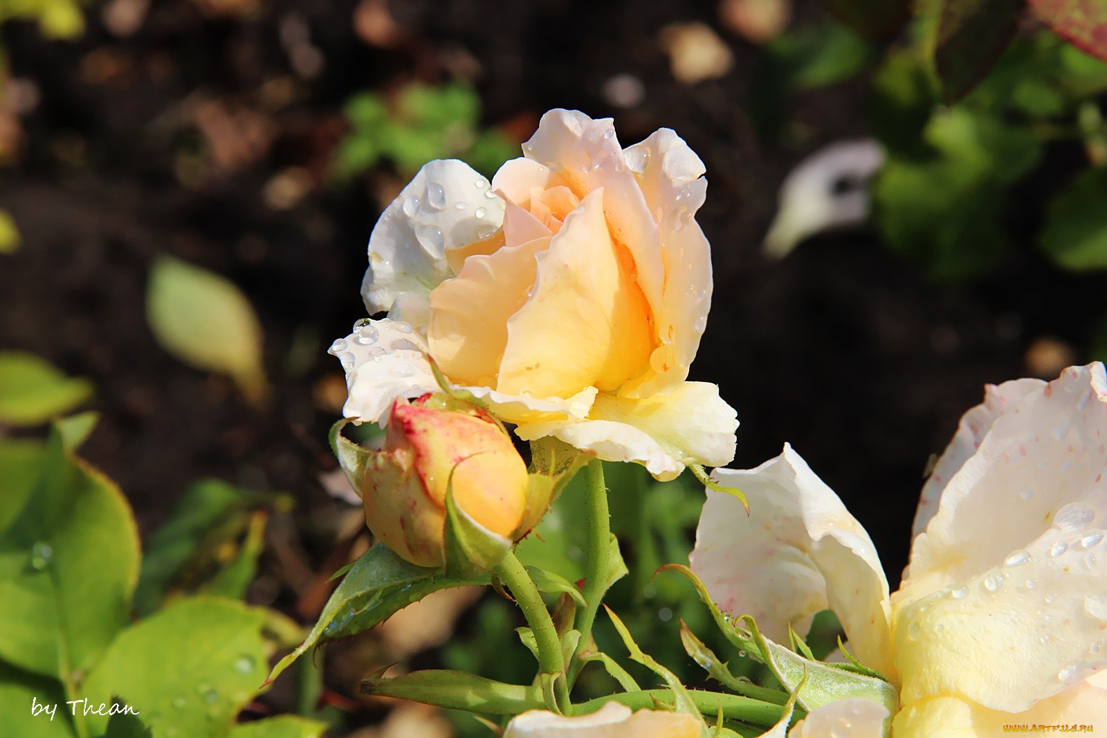 цветы, розы, бутоны, капли