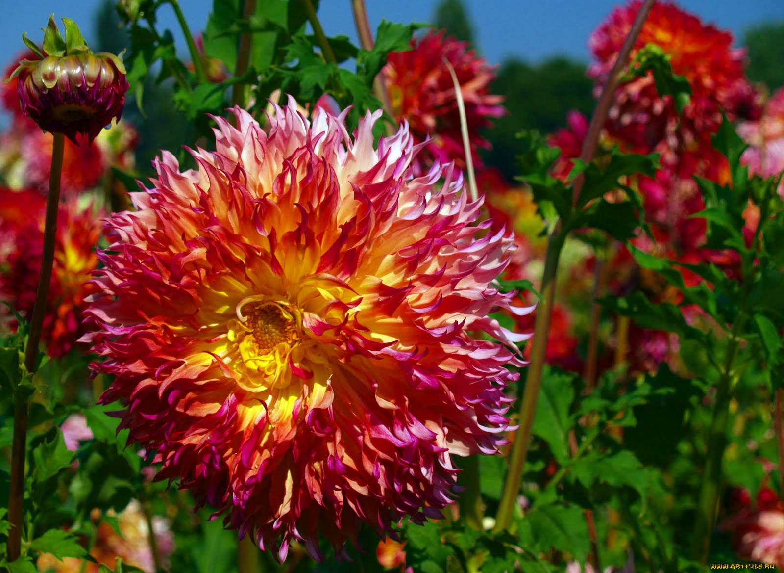 цветы, георгины