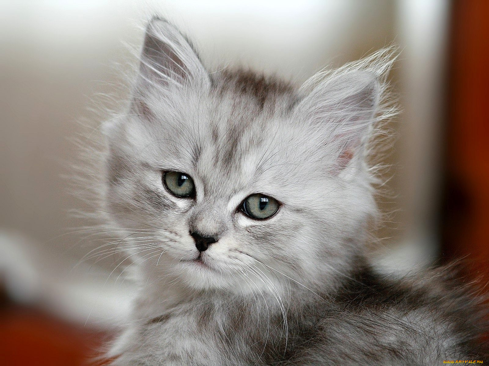 животные, коты, котенок