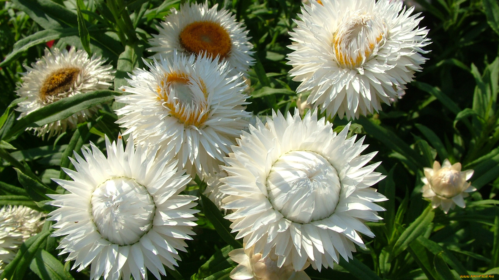 цветы, бессмертник, лепестки