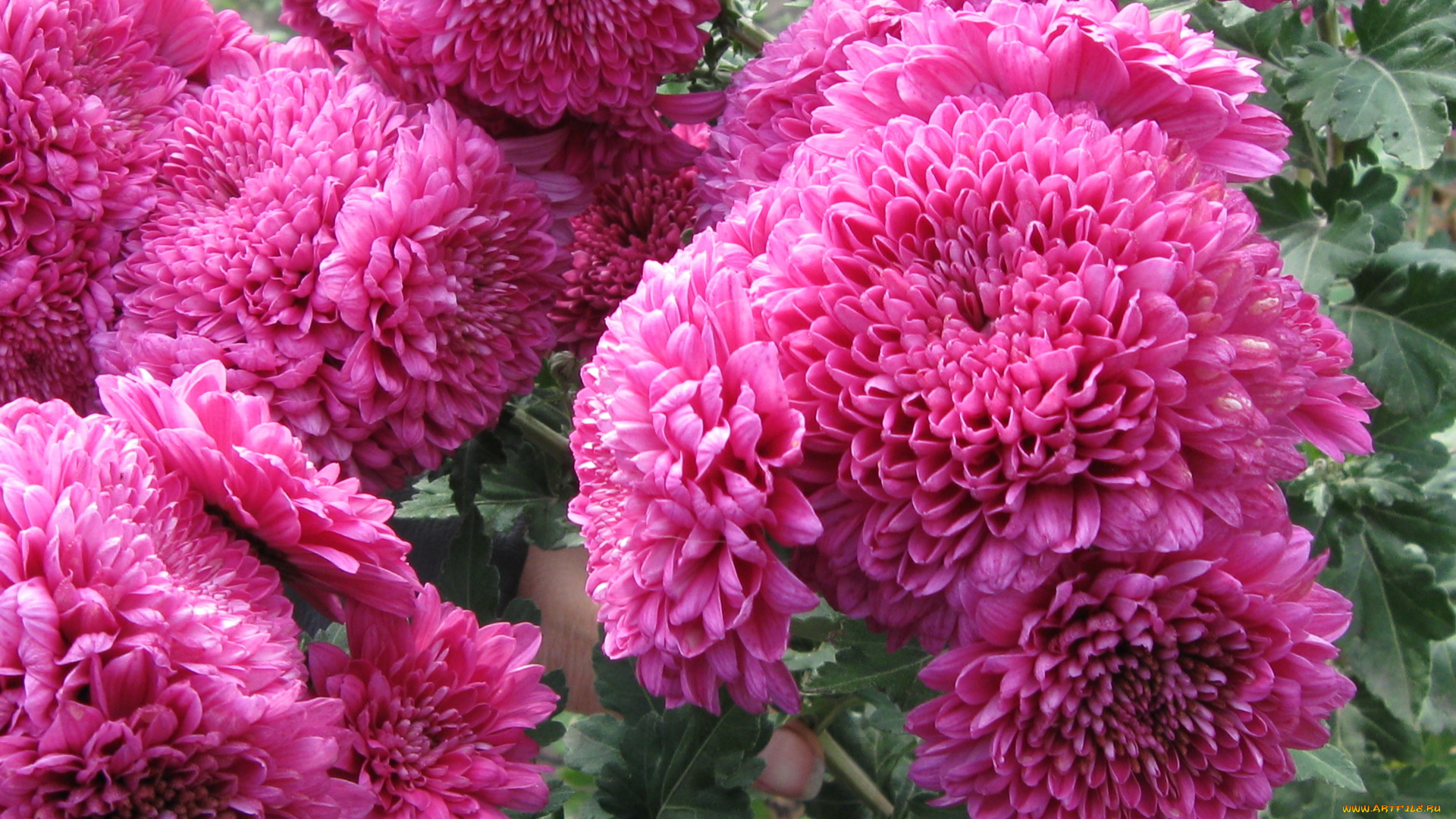 цветы, хризантемы