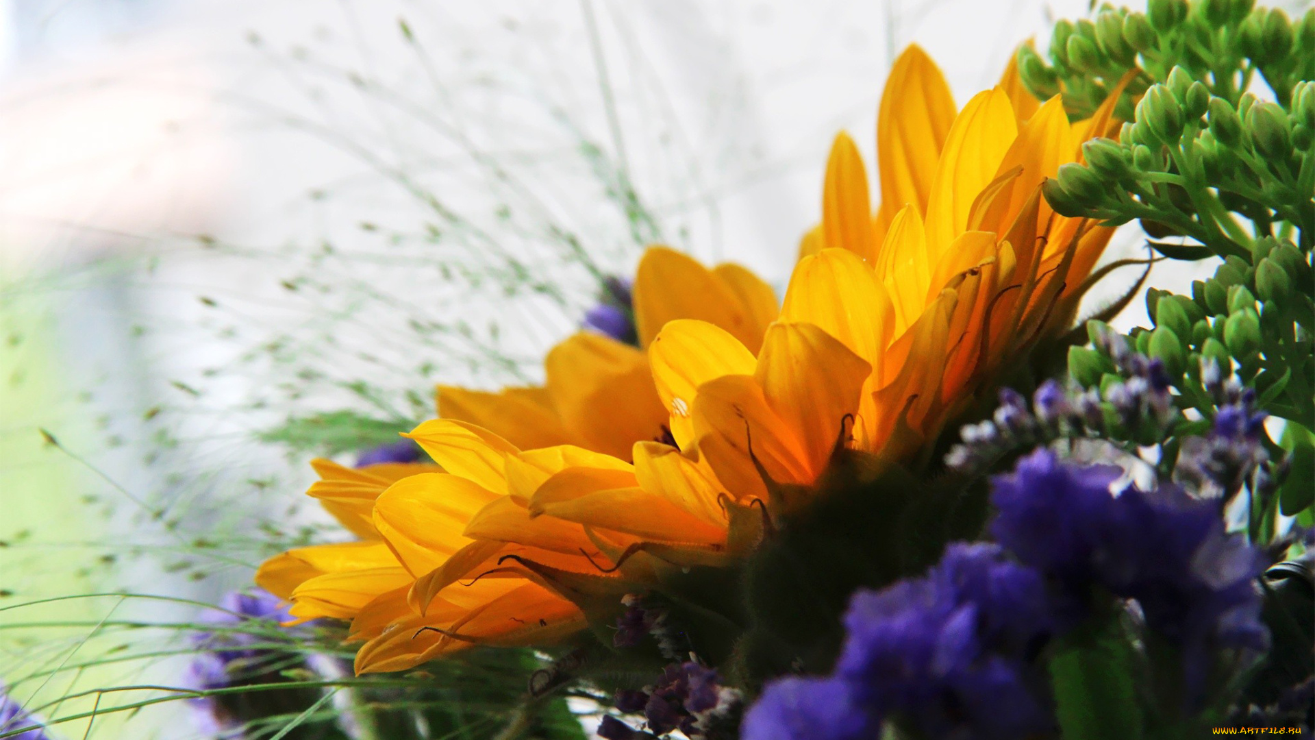 цветы, подсолнухи, лепестки