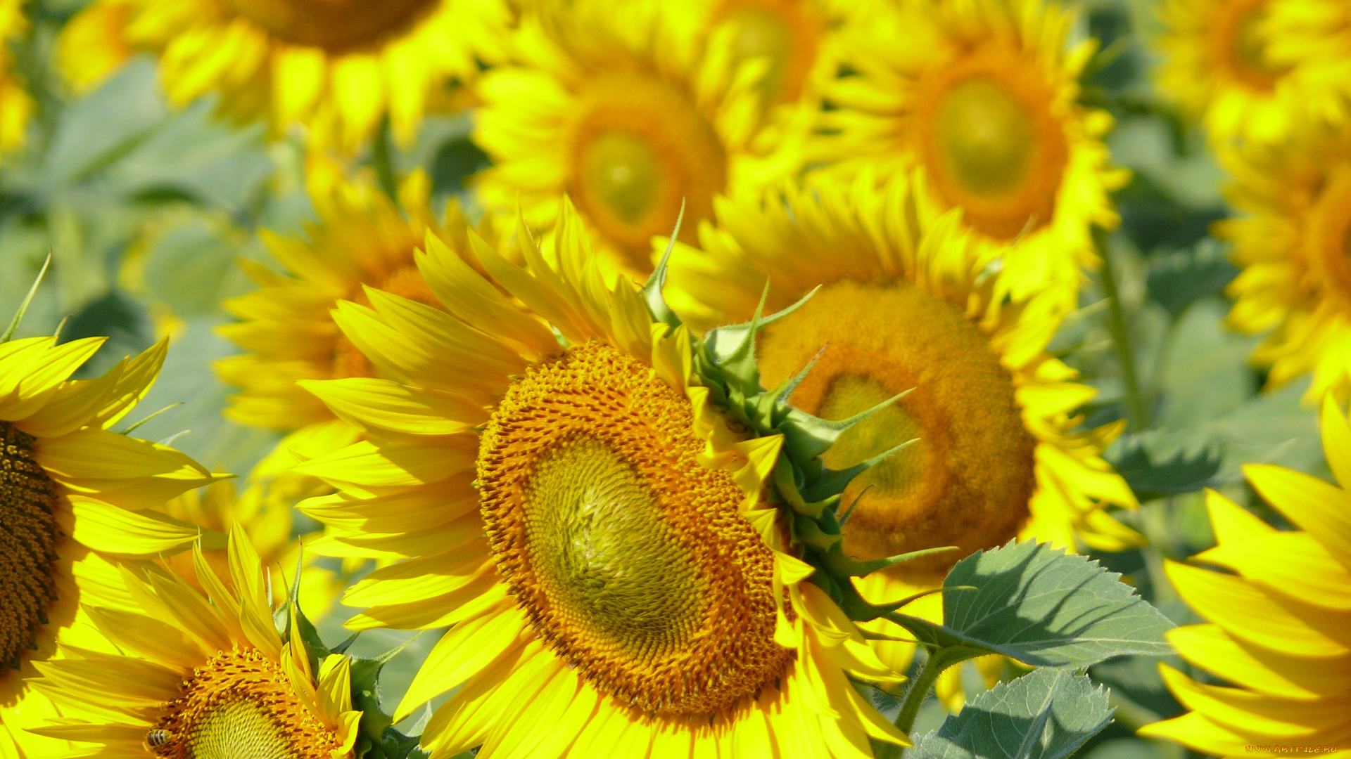 цветы, подсолнухи, подсолнух