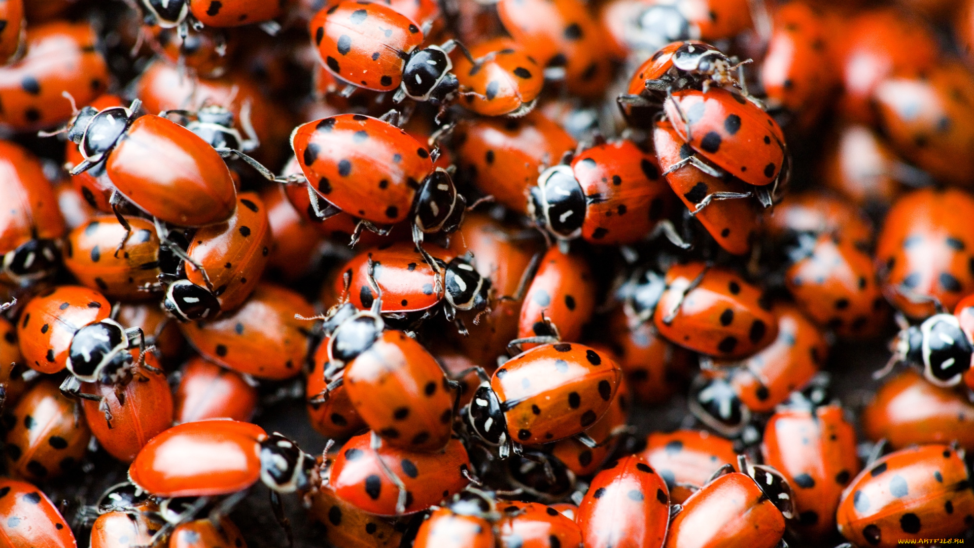 животные, божьи, коровки, много
