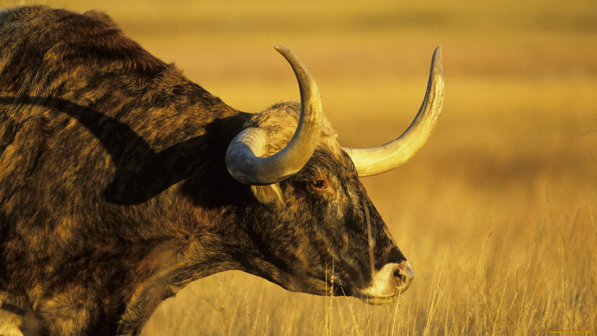 животные, коровы, буйволы, корова
