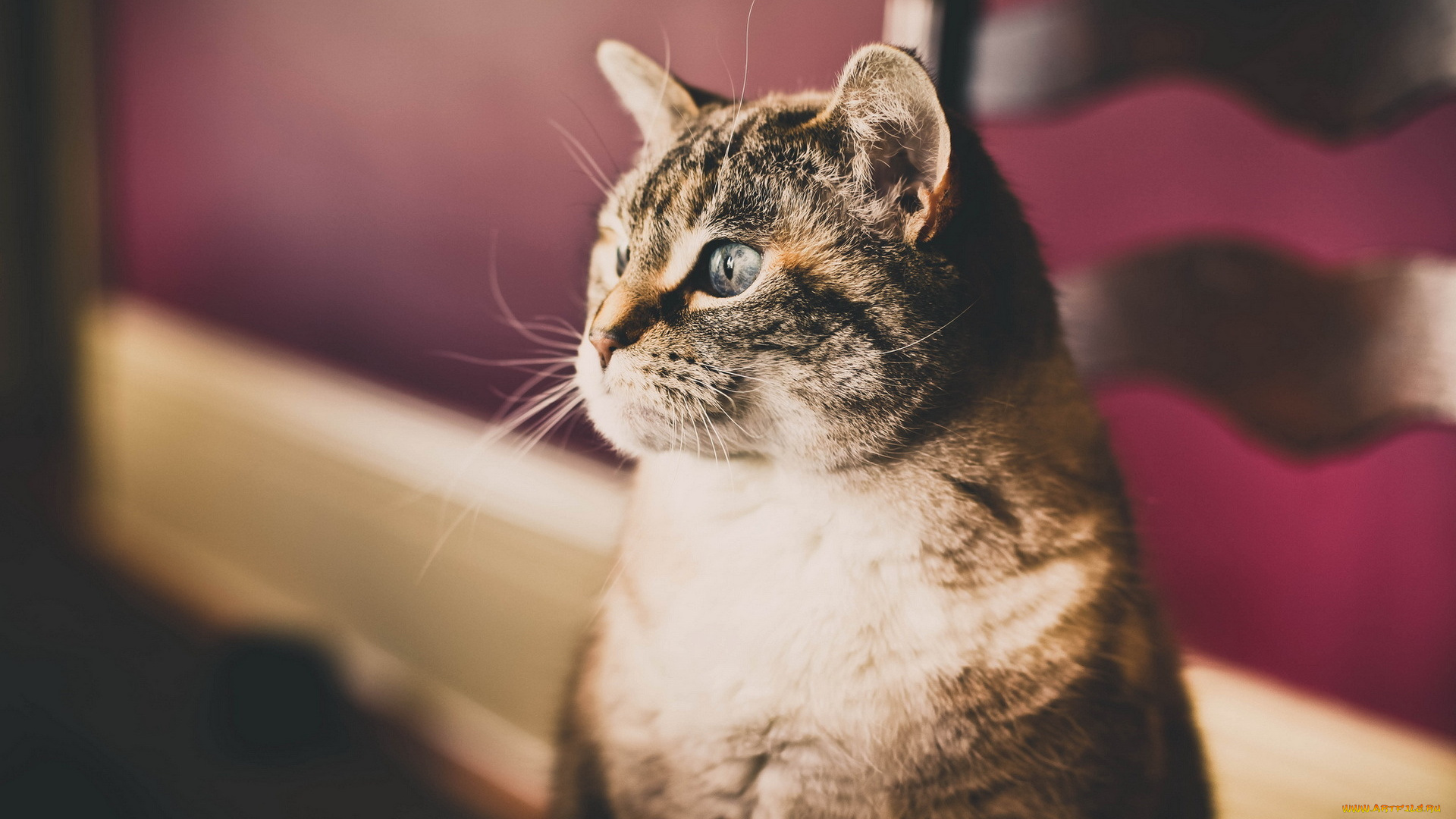 животные, коты, взгляд, фон, кошка