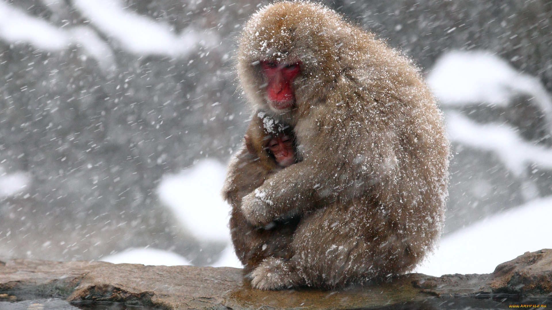 животные, обезьяны, природа, japan, snow, monkey, фон, nagano