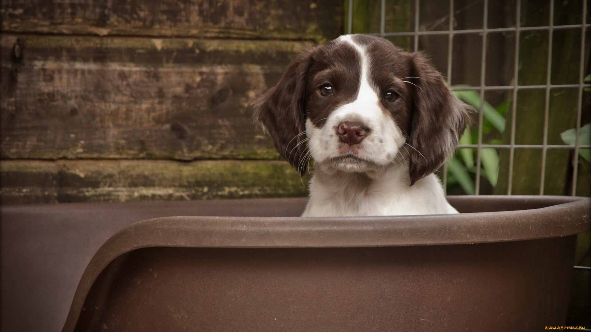 животные, собаки, фон, собака, щенок