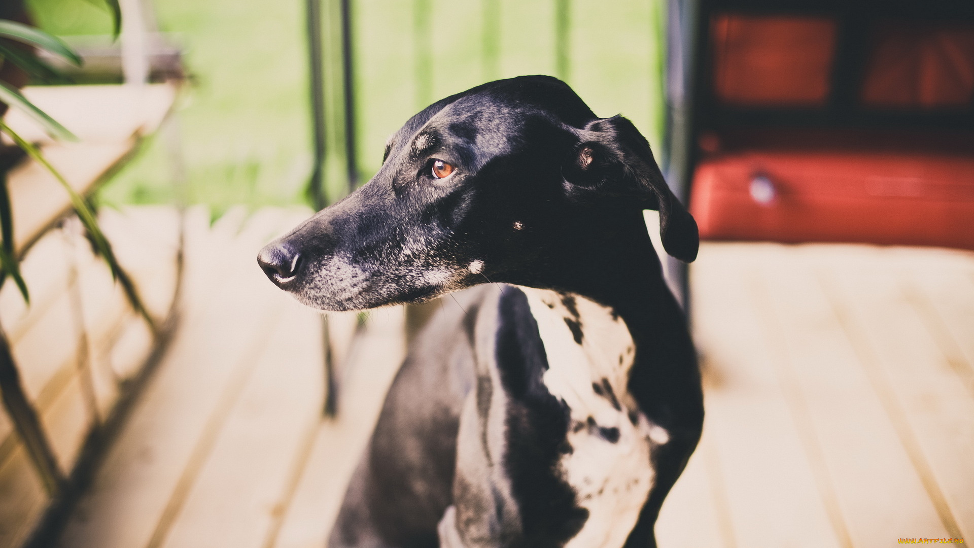 животные, собаки, собака, друг, взгляд