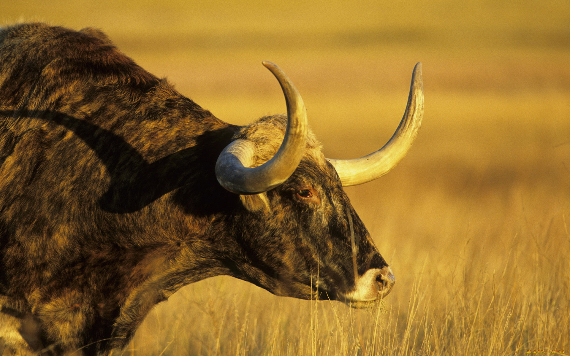 животные, коровы, буйволы, корова