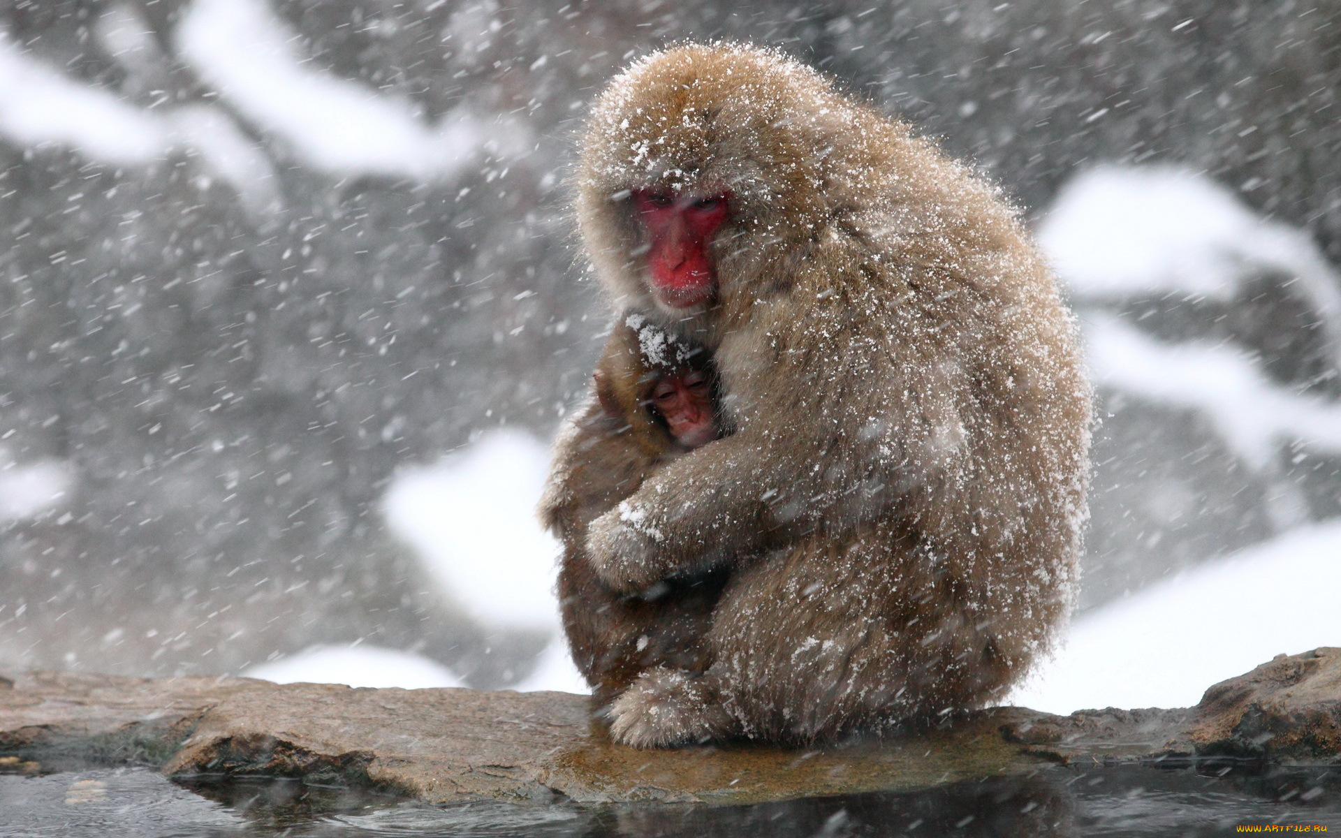 животные, обезьяны, природа, japan, snow, monkey, фон, nagano