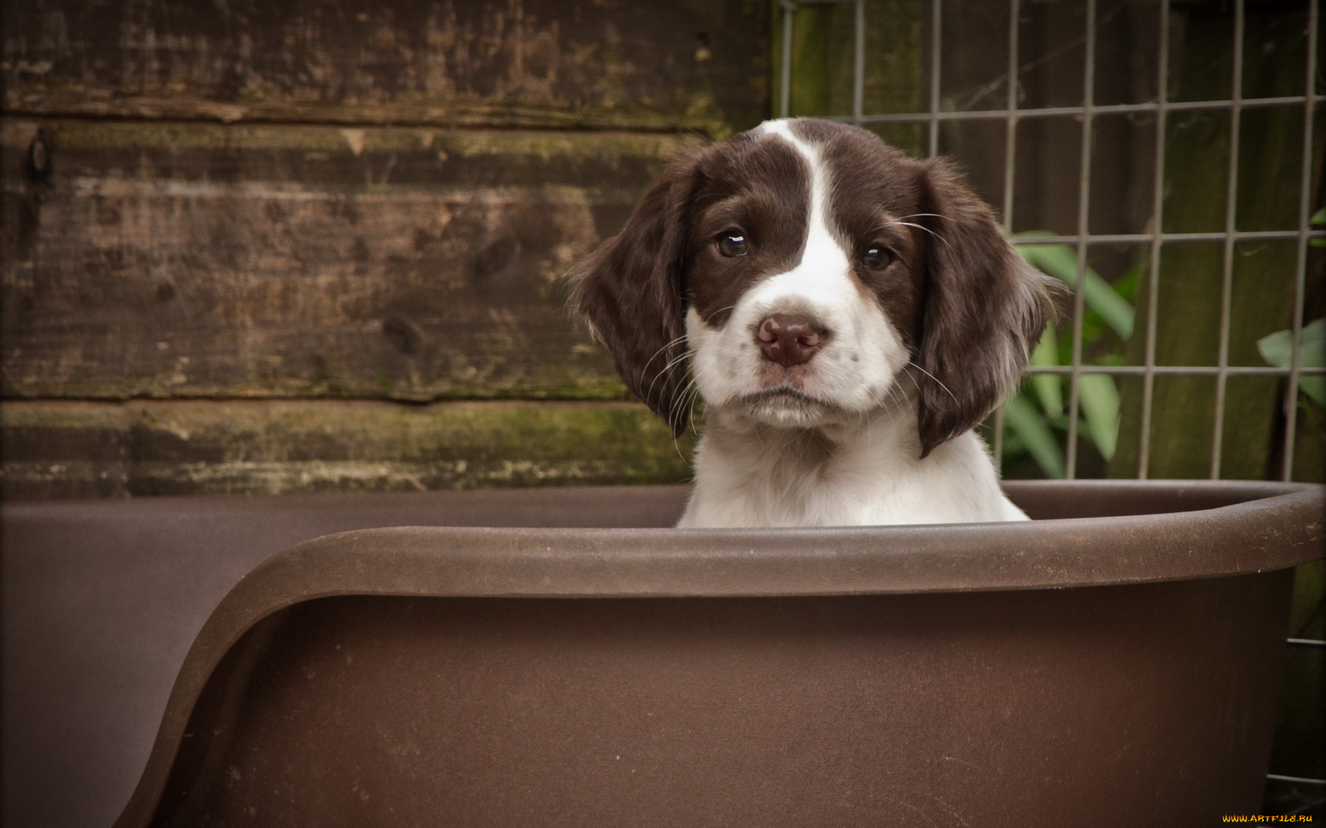 животные, собаки, фон, собака, щенок