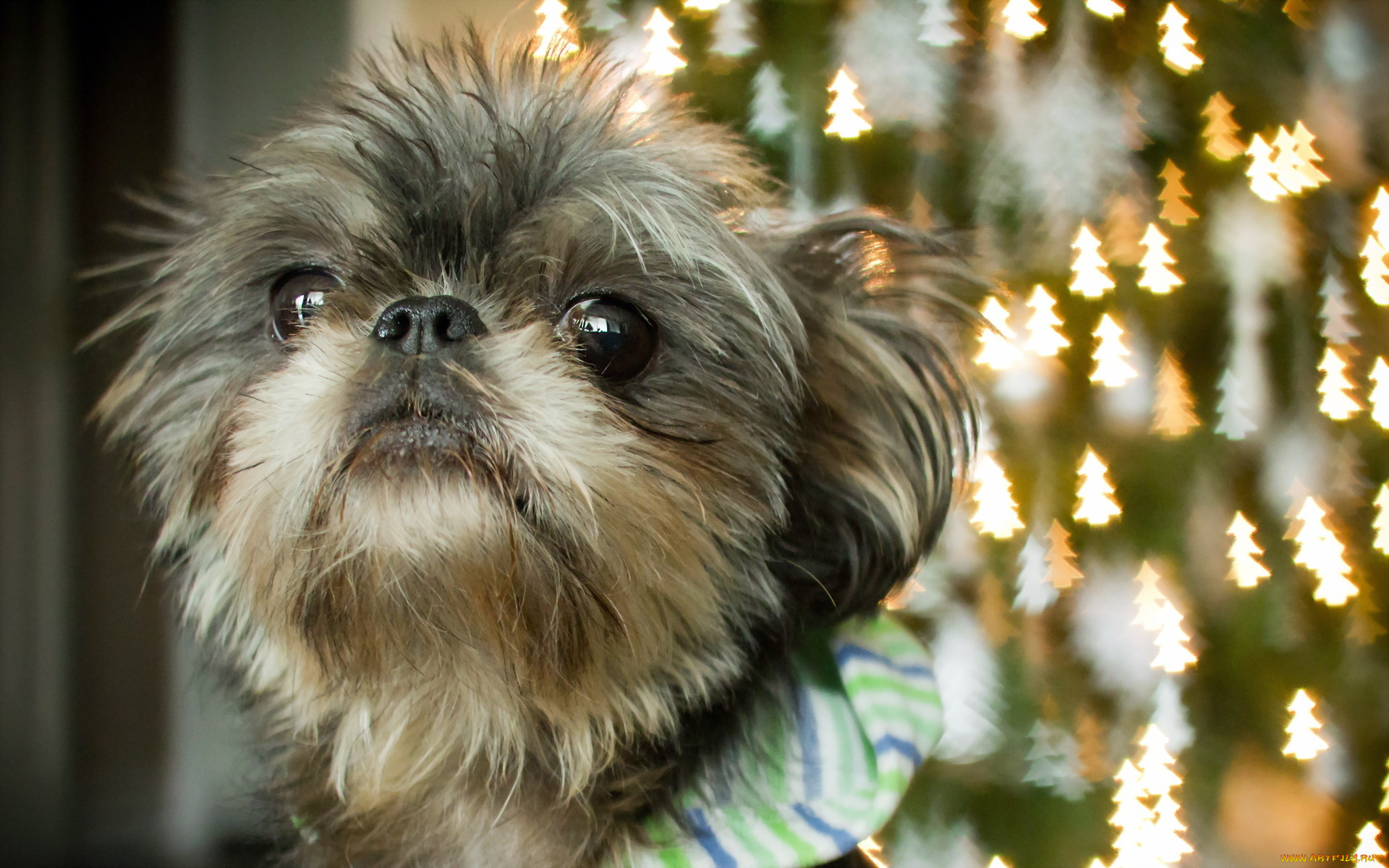 животные, собаки, фон, взгляд, собака