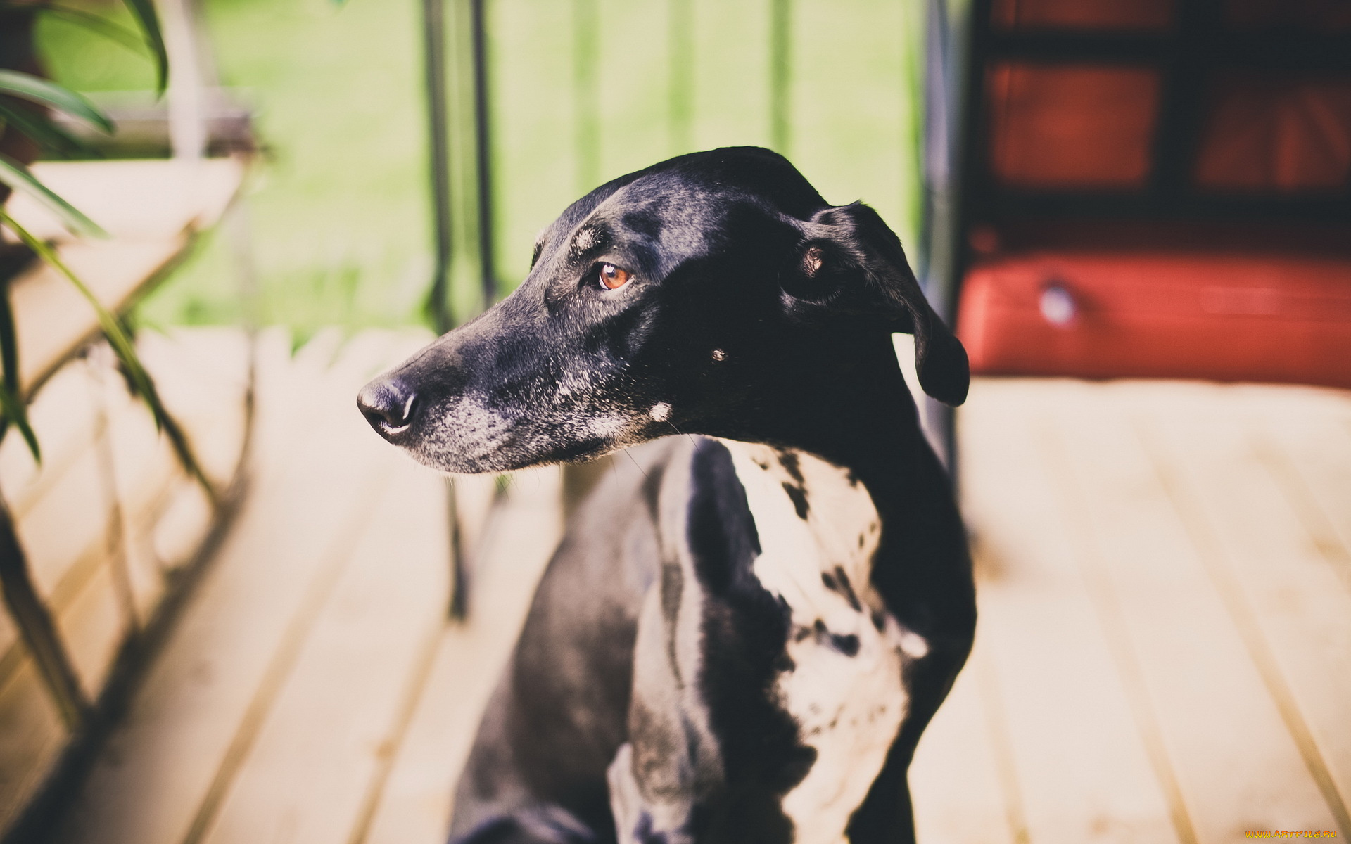 животные, собаки, собака, друг, взгляд