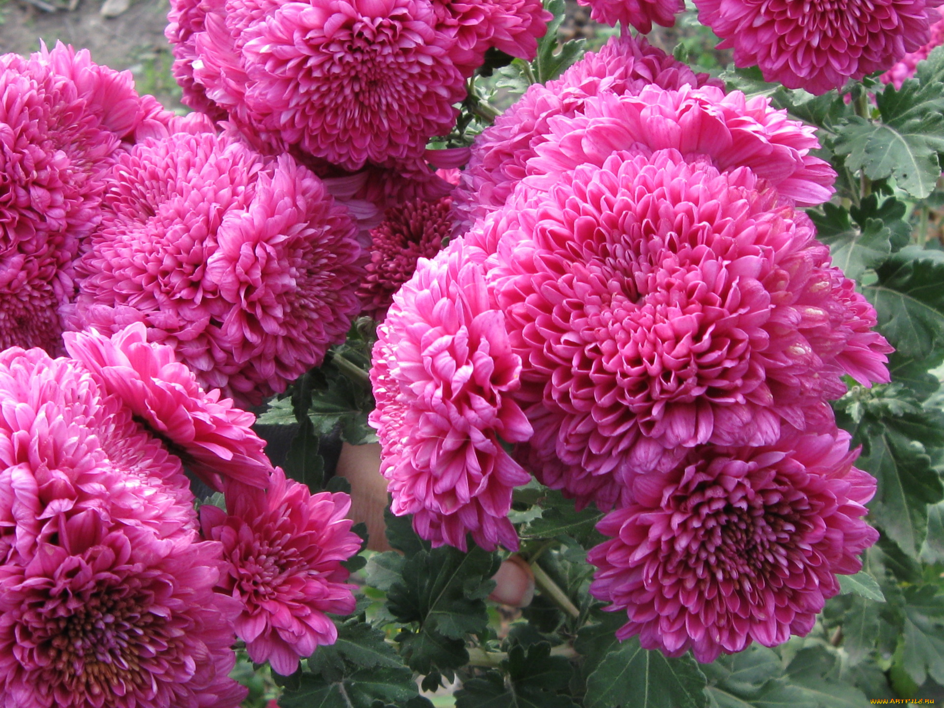 цветы, хризантемы