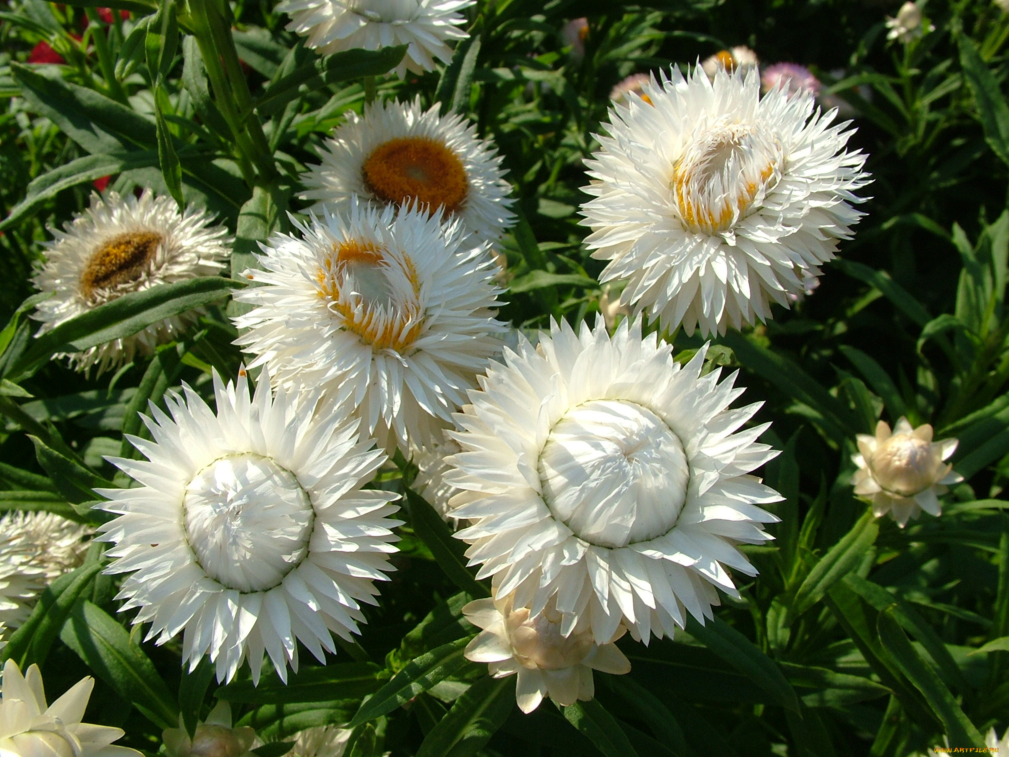 цветы, бессмертник, лепестки