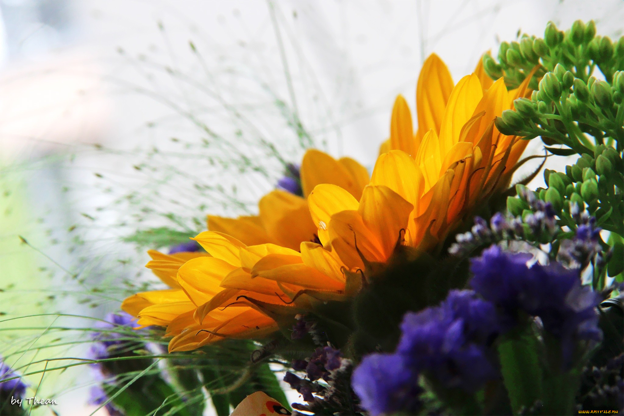 цветы, подсолнухи, лепестки