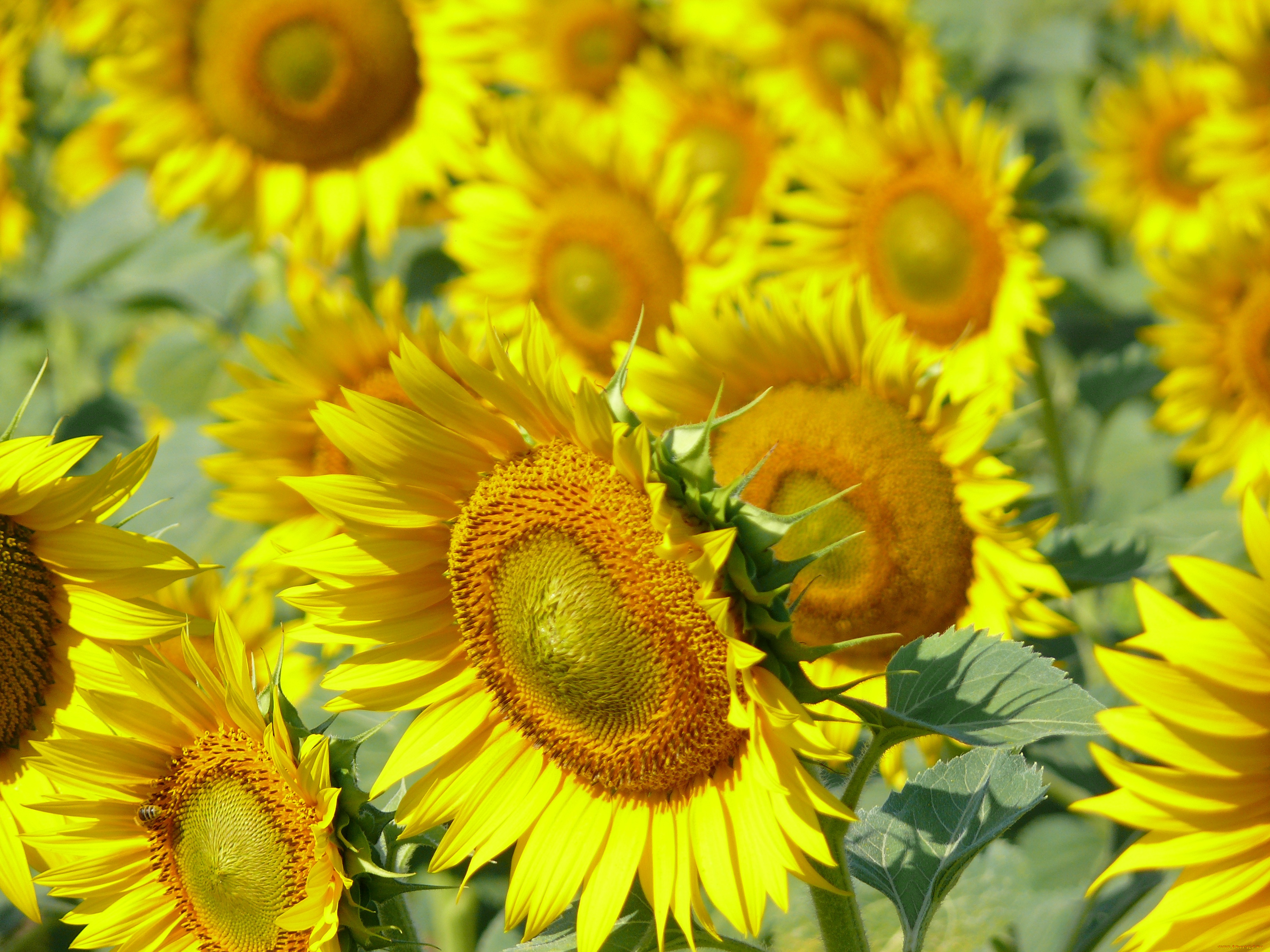 цветы, подсолнухи, подсолнух