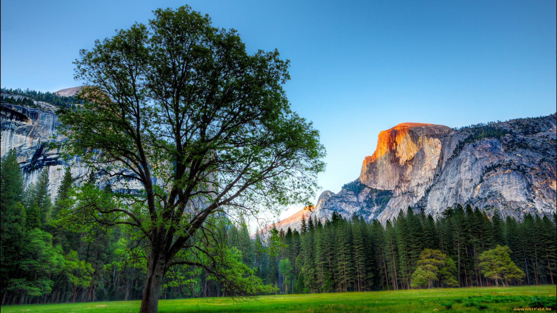 california, , , , yosemite, national, park, природа, деревья, yosemite, парк, national, park, лес, горы