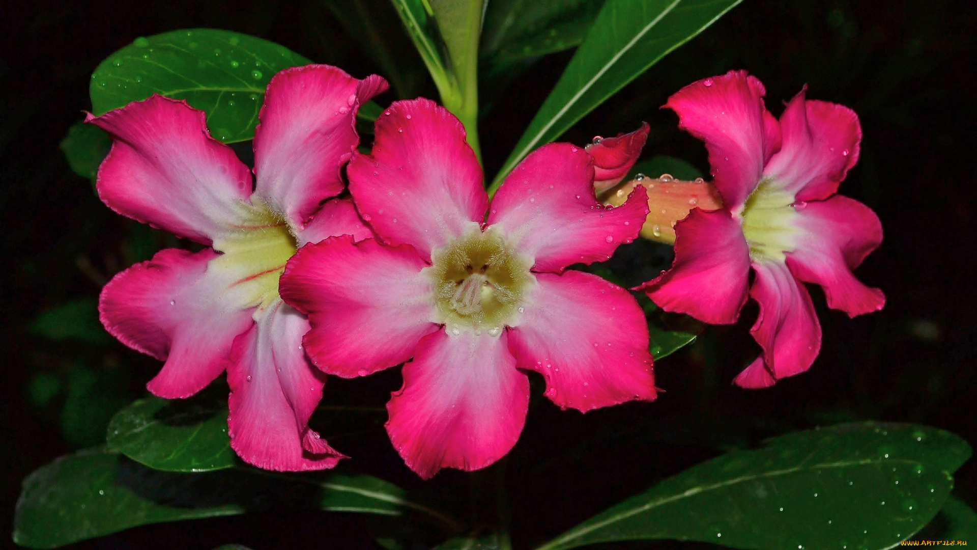 цветы, адениум, , пустынная, роза, пустынная, роза