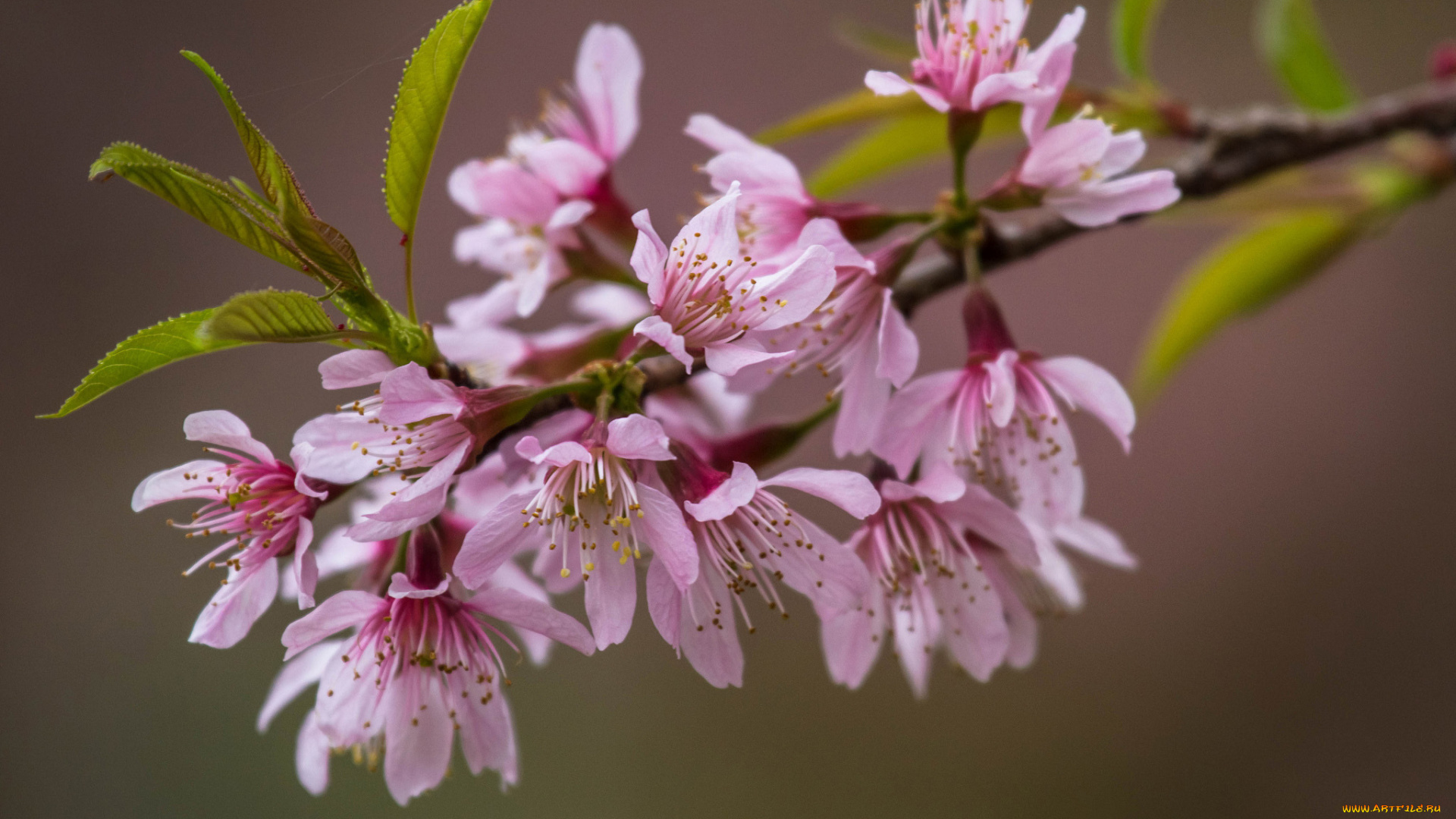 цветы, цветущие, деревья, , , кустарники, розовые, листья, ветка