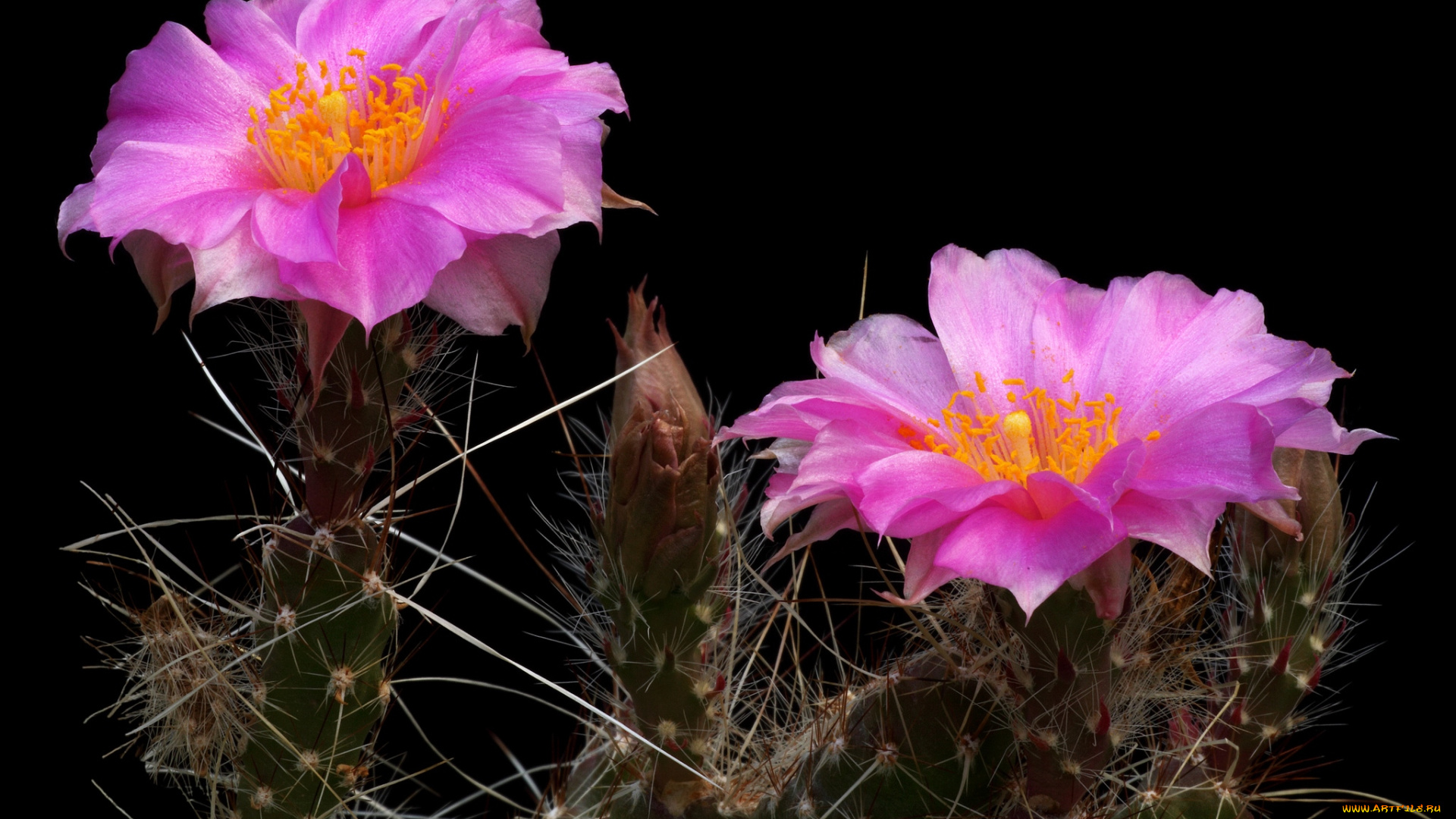 цветы, кактусы, розовый
