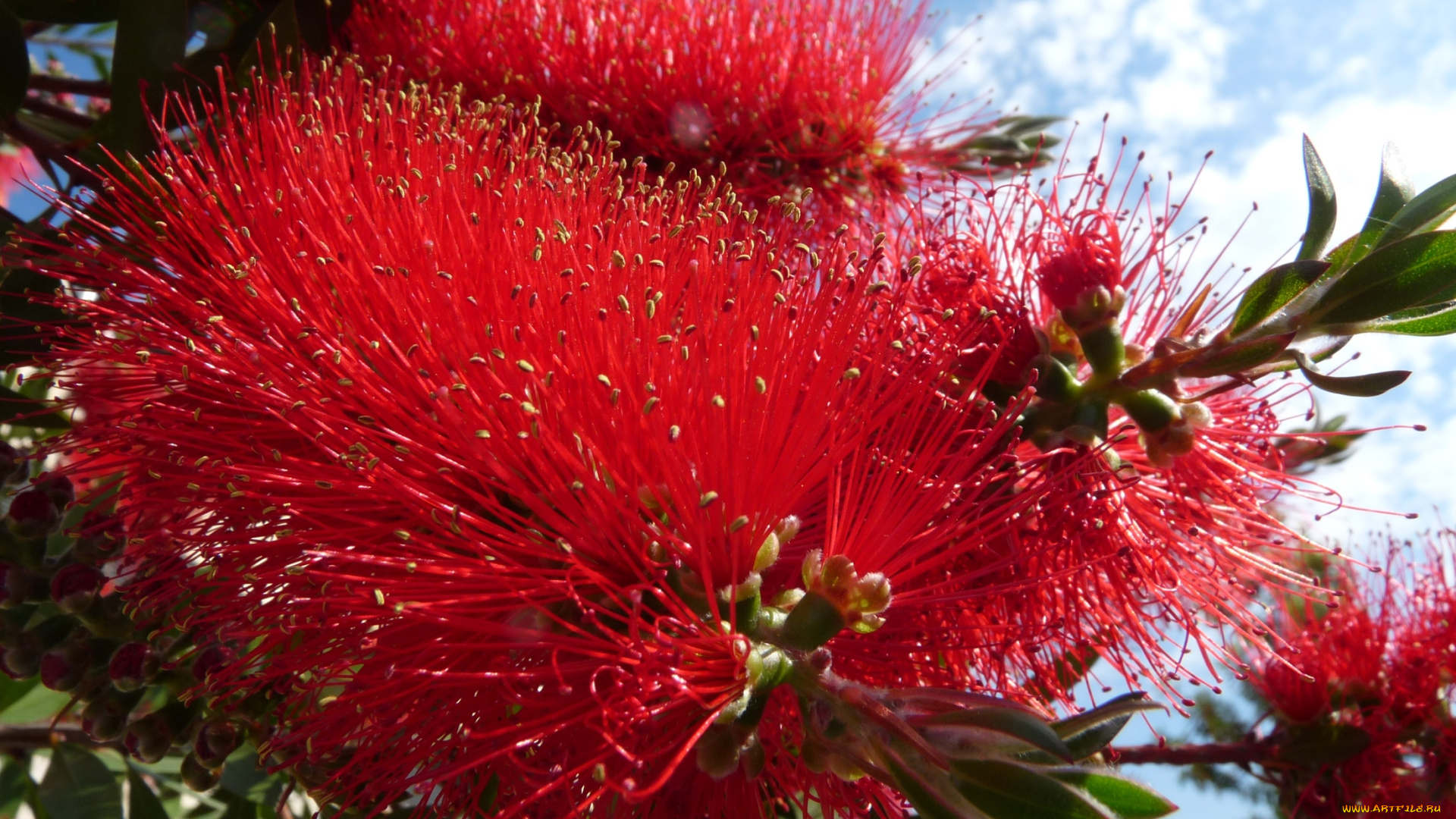 цветы, каллистемон, ершики