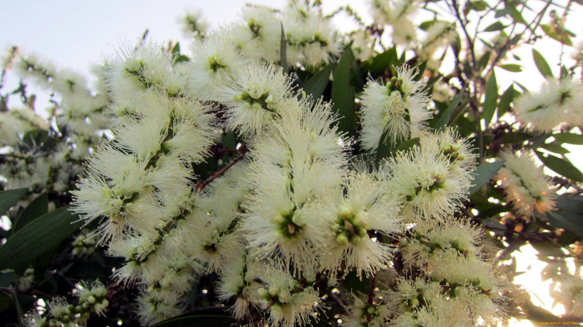 цветы, каллистемон, пушистик