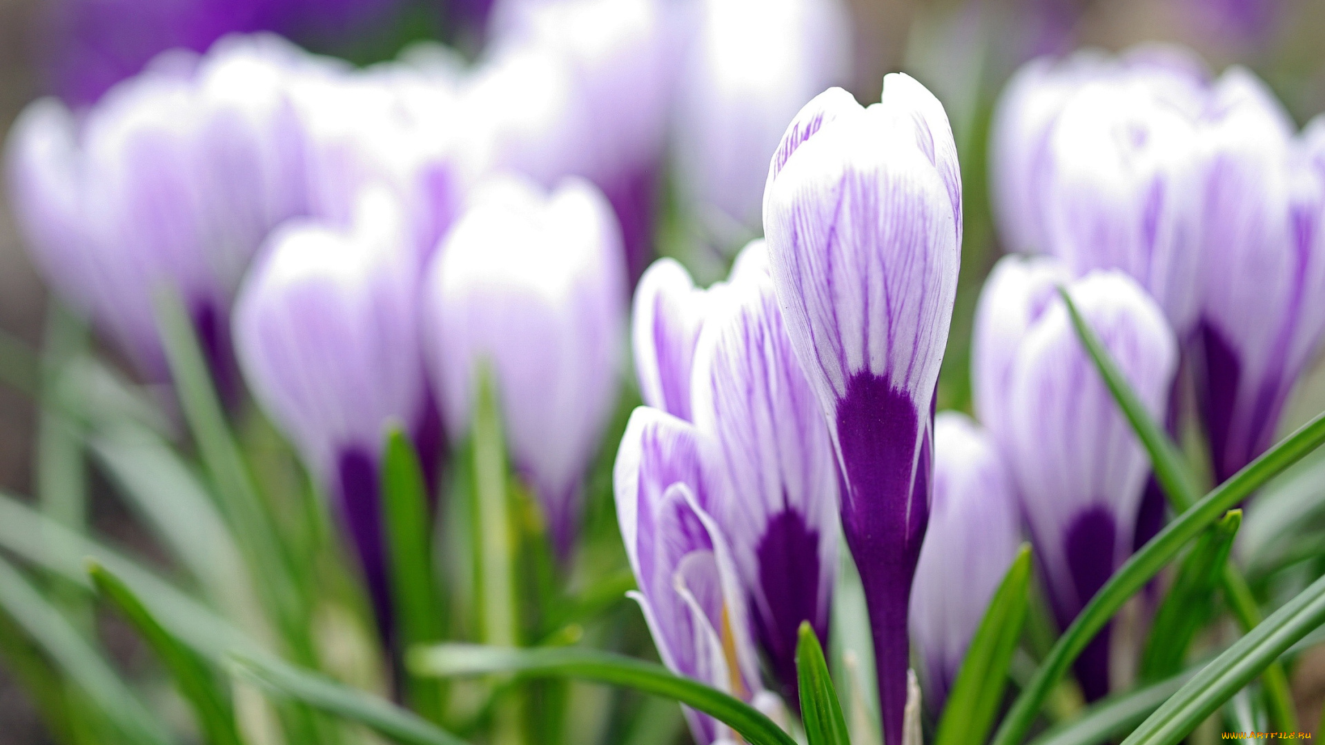 цветы, крокусы, весна