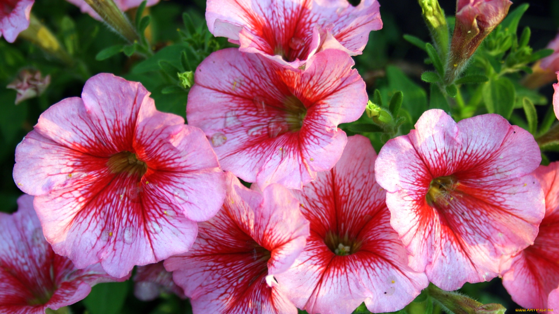 цветы, петунии, , калибрахоа, розовый