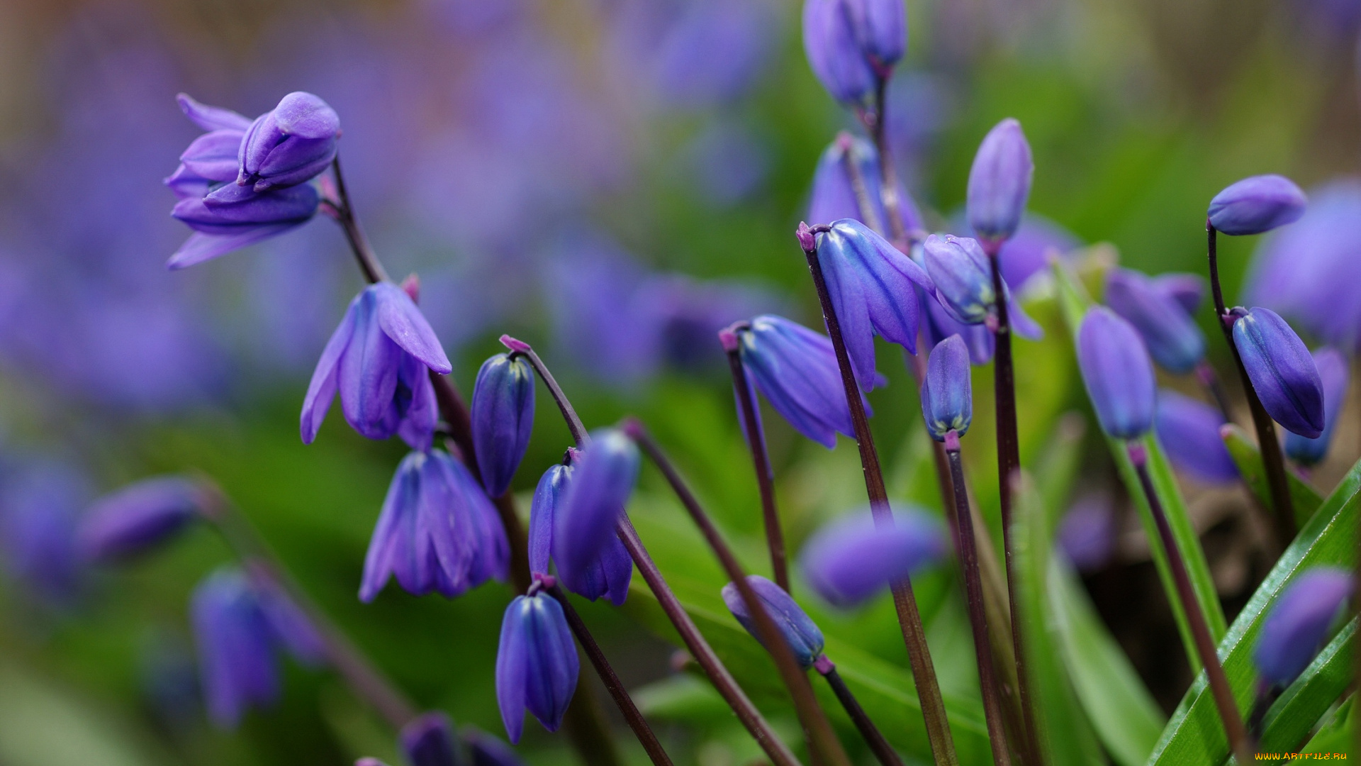 цветы, подснежники, , белоцветник, пролески