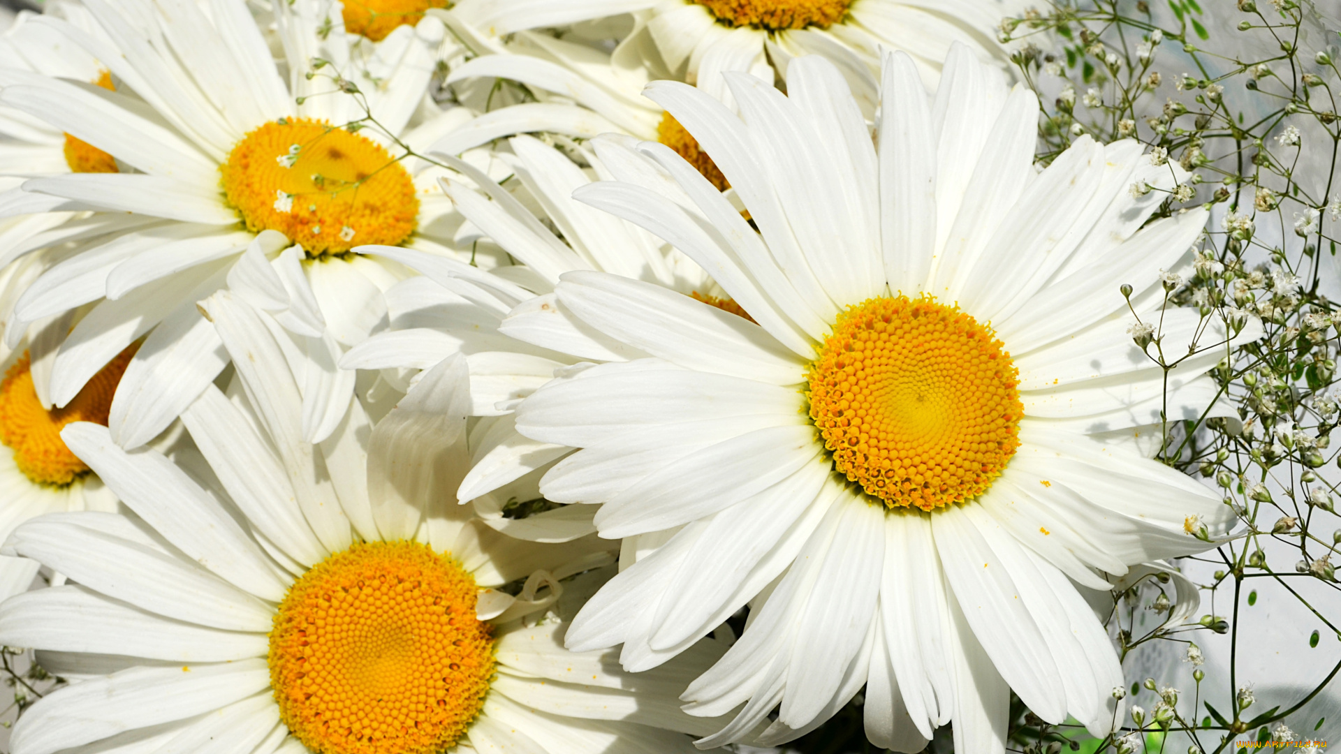 цветы, ромашки, лепестки